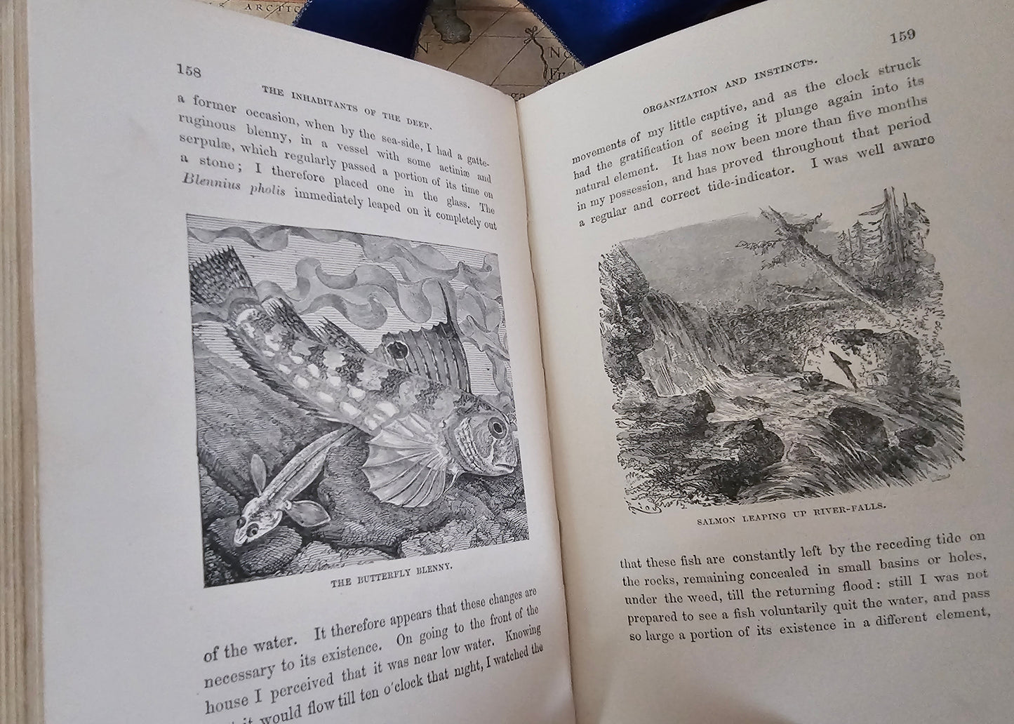 1890s Half Hours in the Deep - The Nature and Wealth of the Sea / James Nisbet & Co., London / Richly Illustrated / Gilt Edged Pages