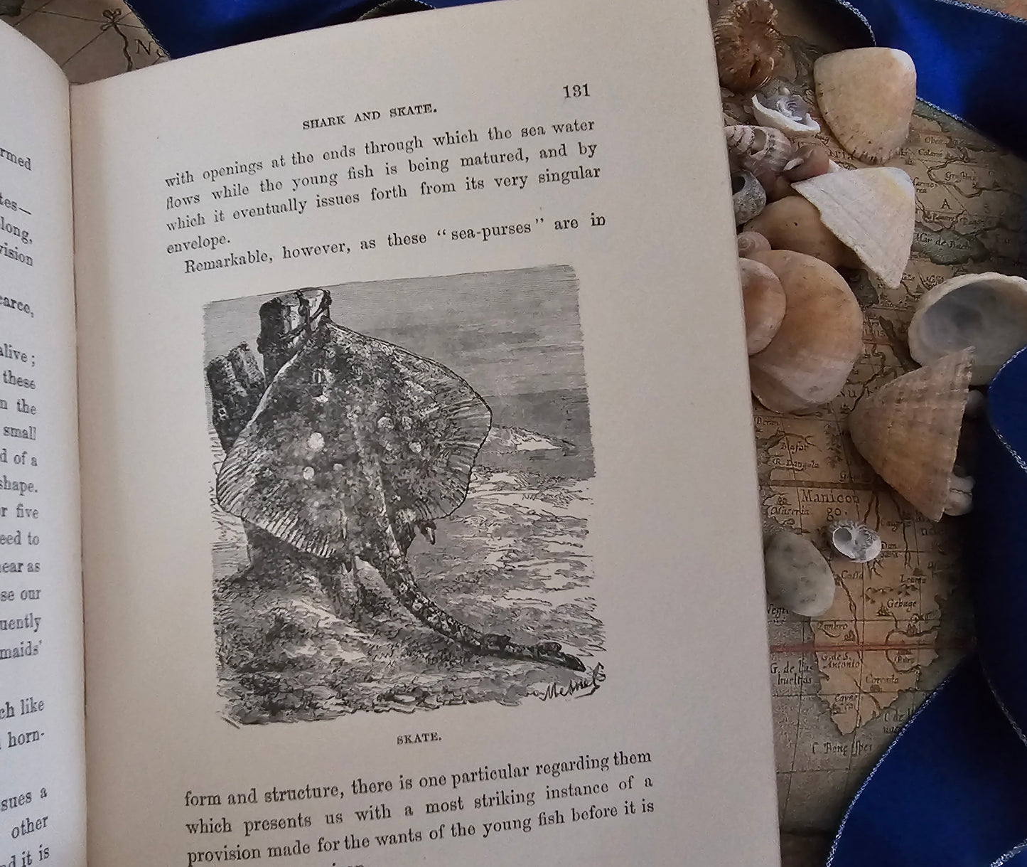 1890s Half Hours in the Deep - The Nature and Wealth of the Sea / James Nisbet & Co., London / Richly Illustrated / Gilt Edged Pages