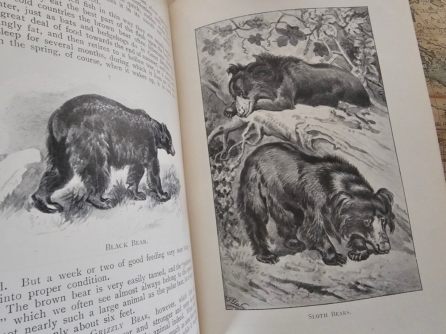 A Natural History For Young People by Rev Wood / Ernest Nister, London / Richly Illustrated With 12 Superb Colour Plates and Over 300 in BW