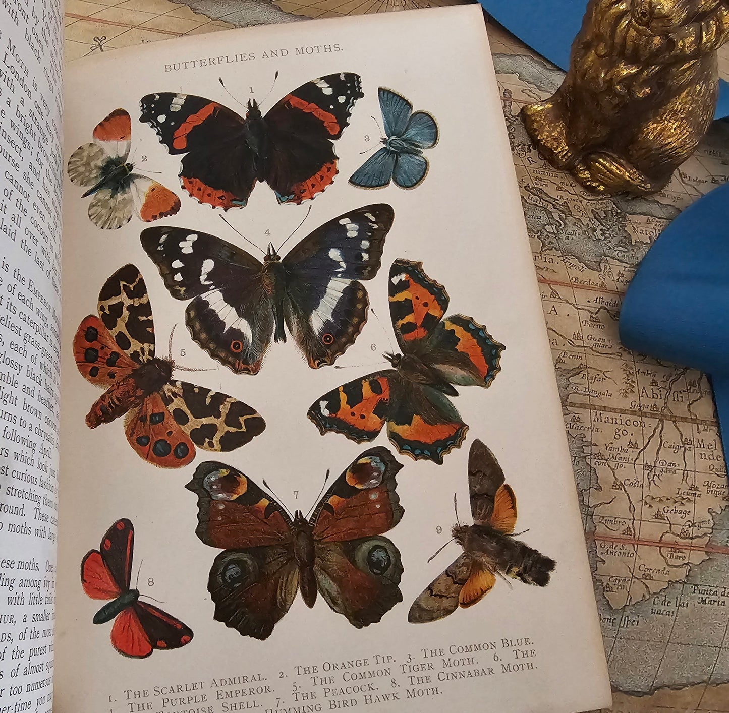 A Natural History For Young People by Rev Wood / Ernest Nister, London / Richly Illustrated With 12 Superb Colour Plates and Over 300 in BW