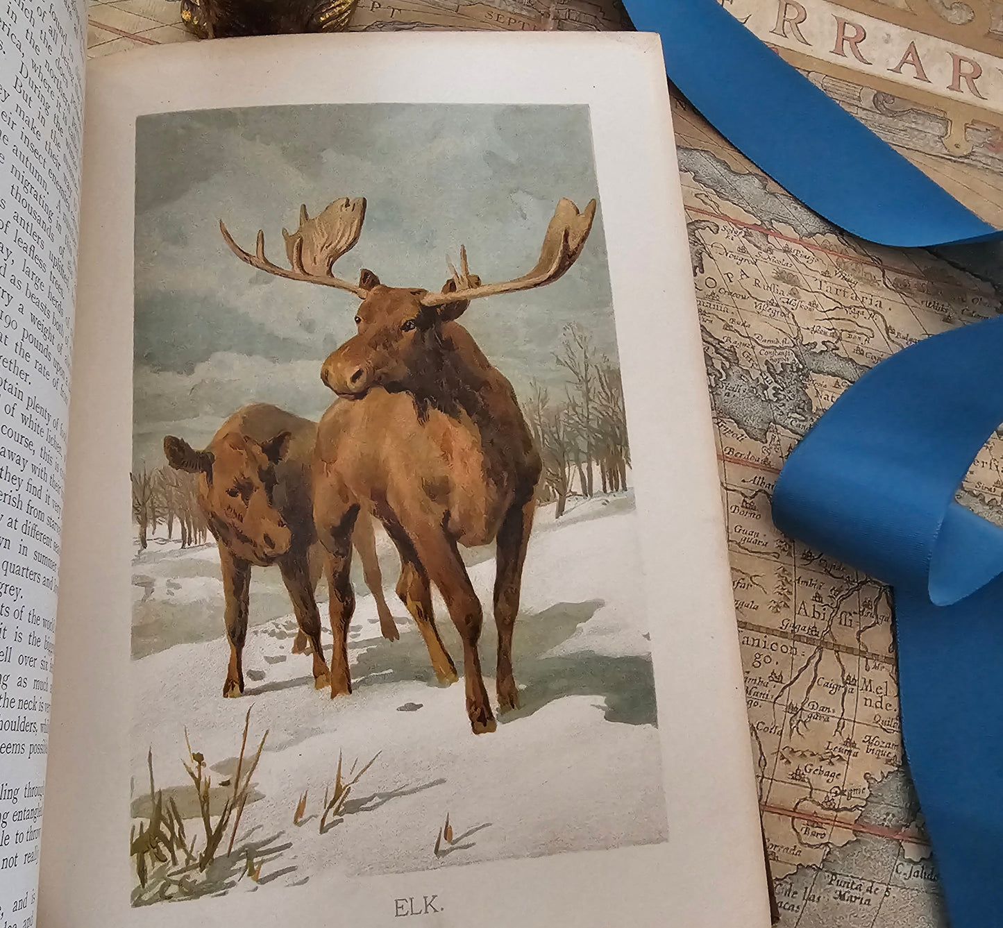 A Natural History For Young People by Rev Wood / Ernest Nister, London / Richly Illustrated With 12 Superb Colour Plates and Over 300 in BW