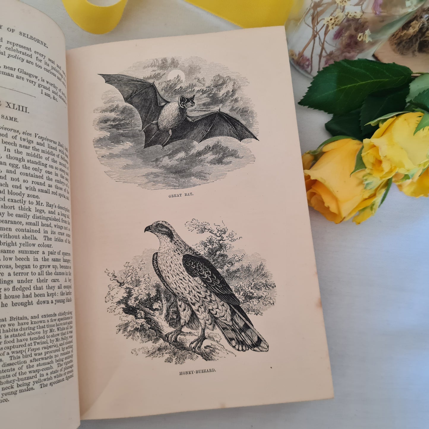 1853 The Natural History and Antiquities of Selborne by Gilbert White / Nathaniel Cooke, London / Richly Illustrated Antique Book