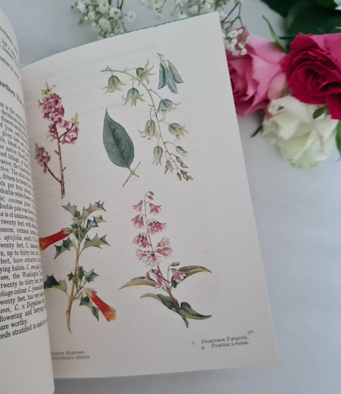 The Book of Flowering Trees and Shrubs / 1956 Warne & Co. Ltd, London / 63 Colour Plates Illustrating Over 250 Species / With Dust Jacket