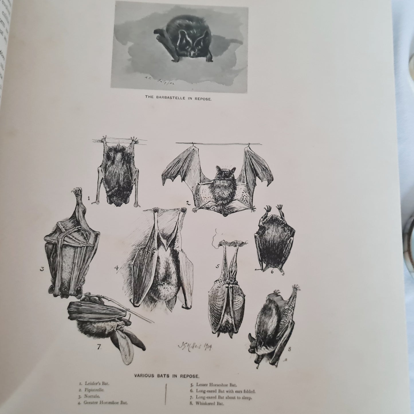 1904 Bats - A Special Edition Taken From The Mammals of Great Britain and Ireland by JG Millais / Richly Illustrated Large Hardback