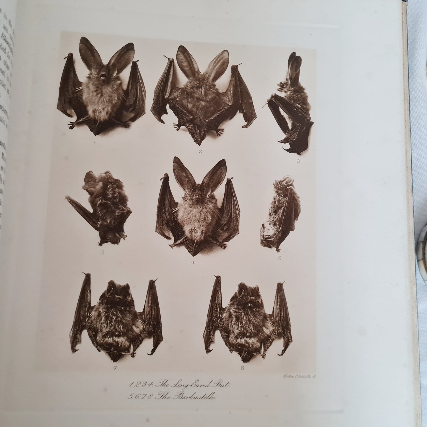 1904 Bats - A Special Edition Taken From The Mammals of Great Britain and Ireland by JG Millais / Richly Illustrated Large Hardback