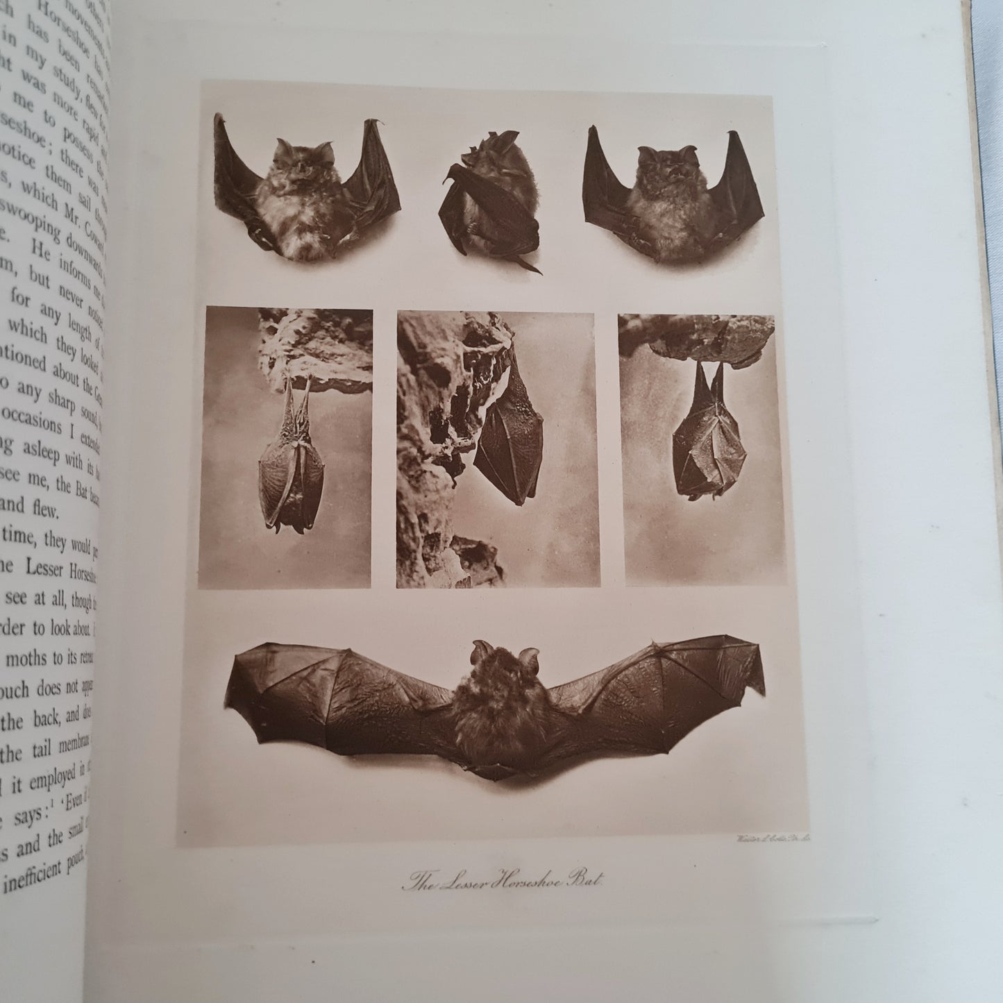 1904 Bats - A Special Edition Taken From The Mammals of Great Britain and Ireland by JG Millais / Richly Illustrated Large Hardback