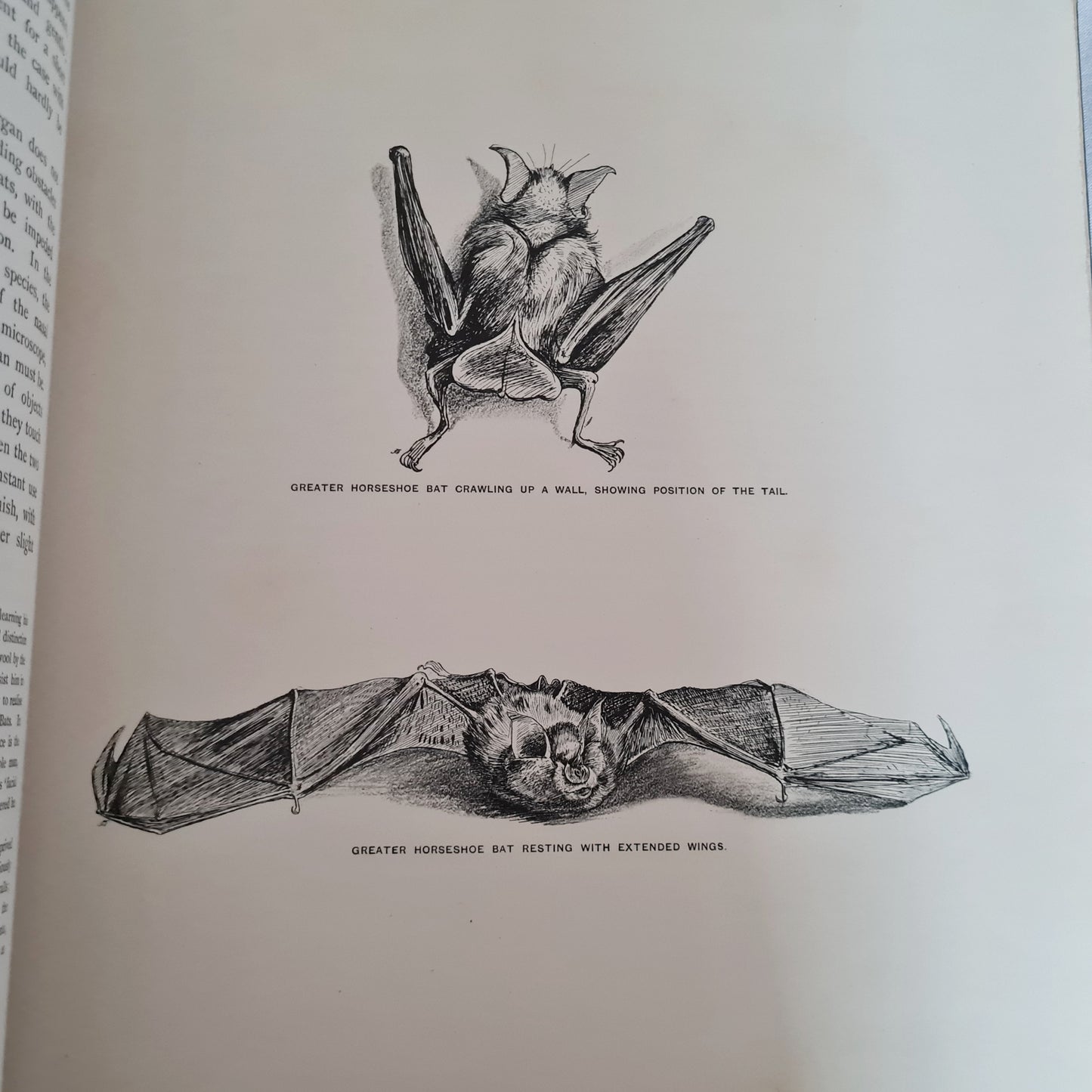 1904 Bats - A Special Edition Taken From The Mammals of Great Britain and Ireland by JG Millais / Richly Illustrated Large Hardback