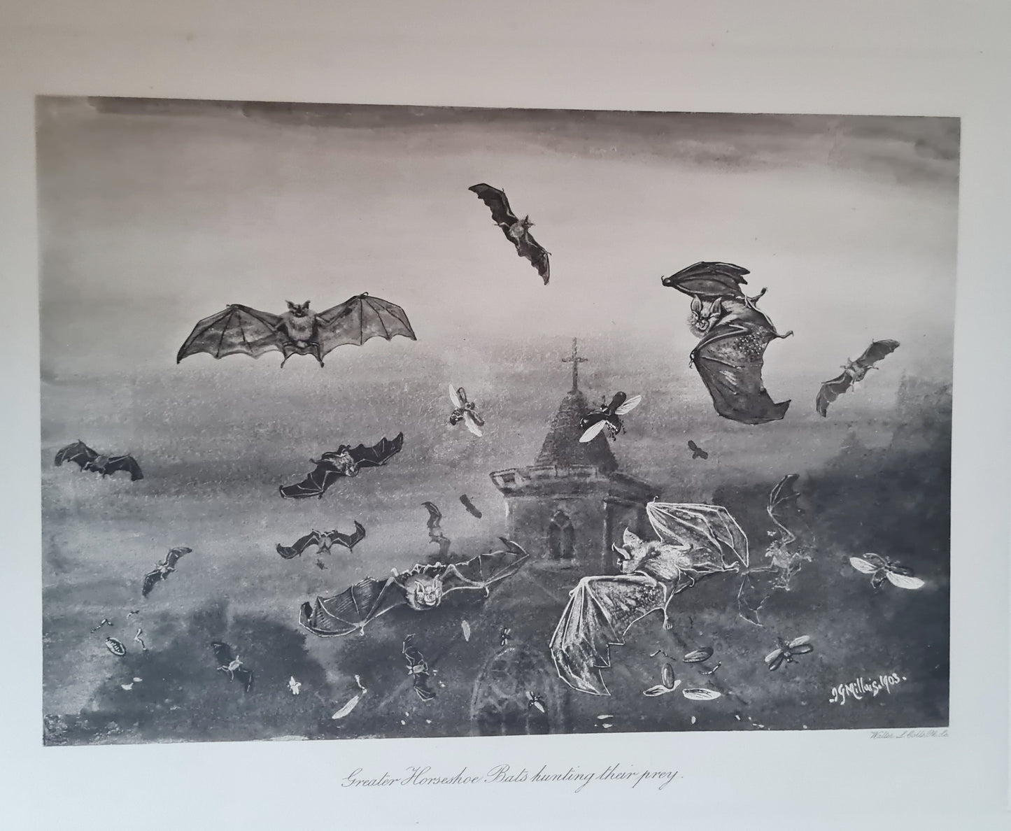 1904 Bats - A Special Edition Taken From The Mammals of Great Britain and Ireland by JG Millais / Richly Illustrated Large Hardback