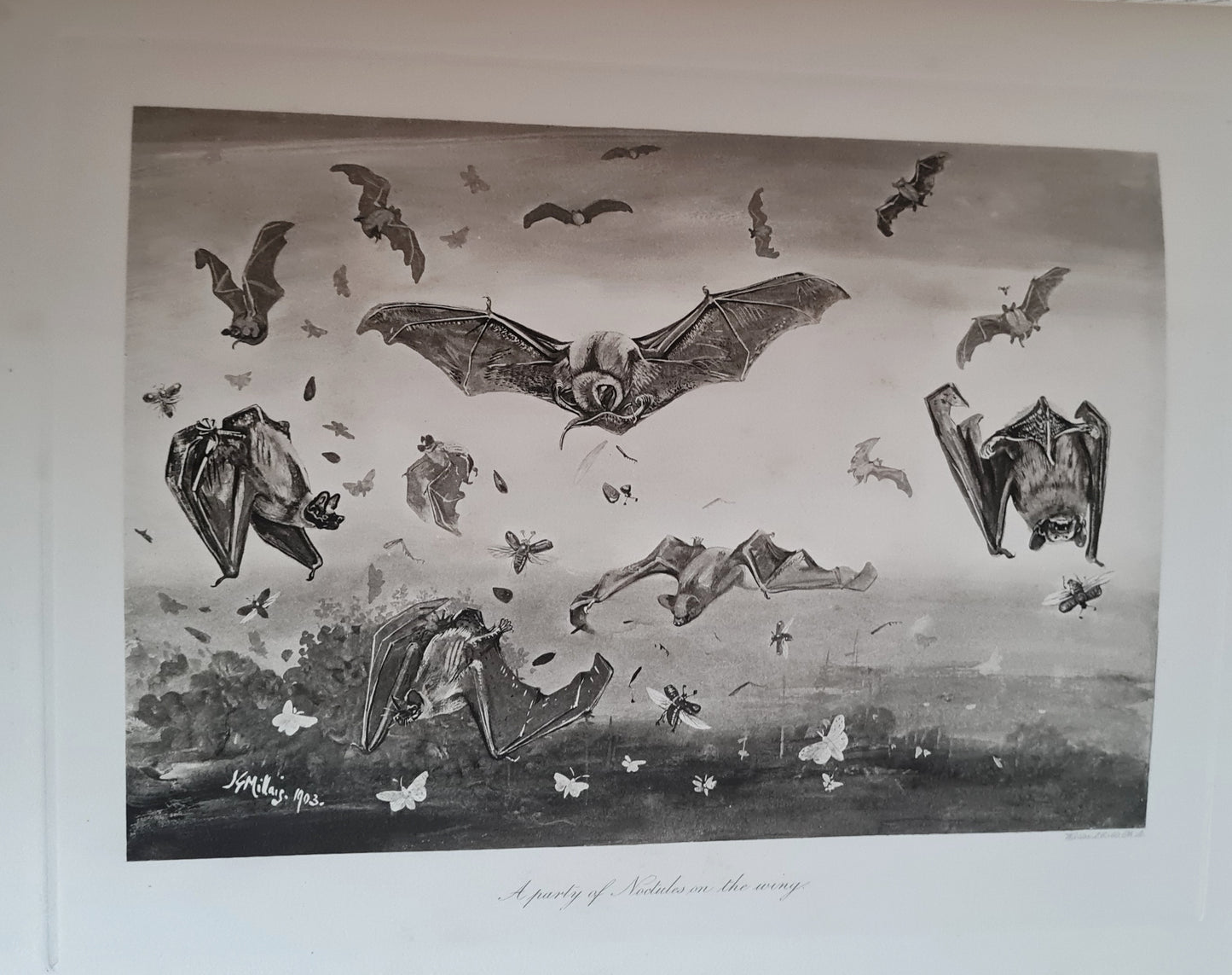 1904 Bats - A Special Edition Taken From The Mammals of Great Britain and Ireland by JG Millais / Richly Illustrated Large Hardback