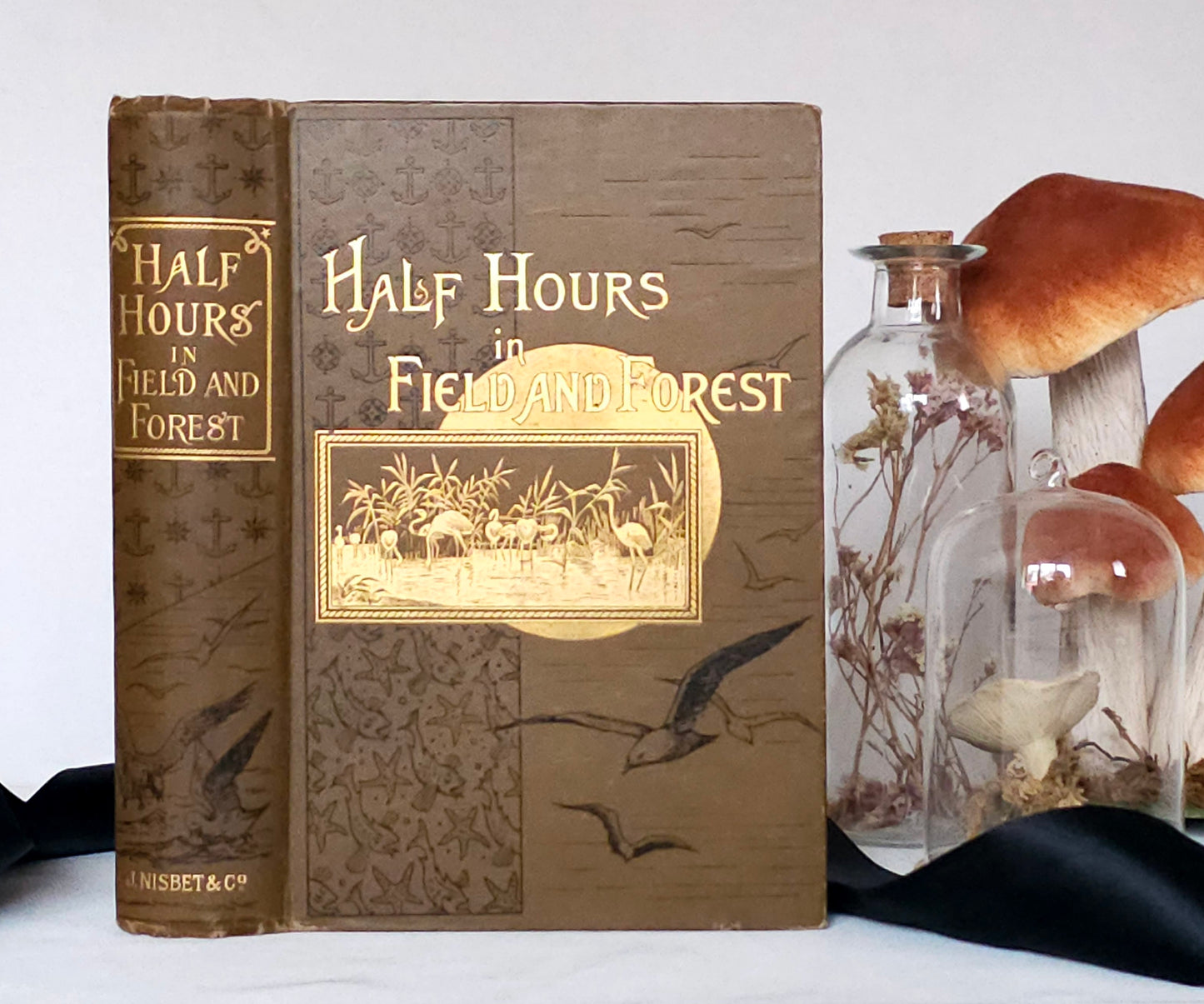 1896 Half Hours in Field and Forest-Chapters in Field and Forest / James Nisbet & Co London / Richly Illustrated / Birds, Insects, Polar etc