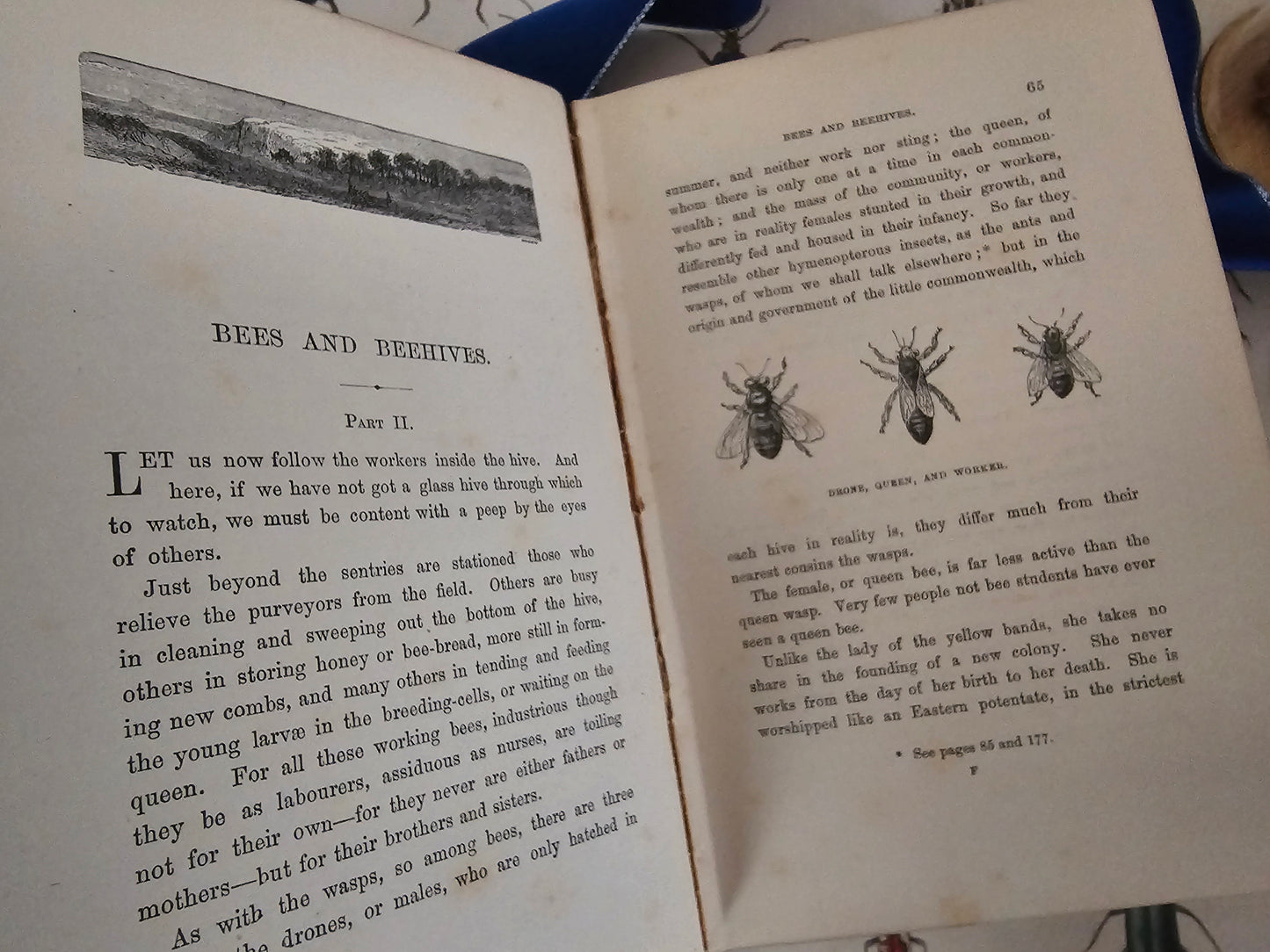 1896 Half Hours in the Tiny World - Wonders of Insect Life / James Nisbet, London / Richly Illustrated / Gilt Edged Pages / Good Condition