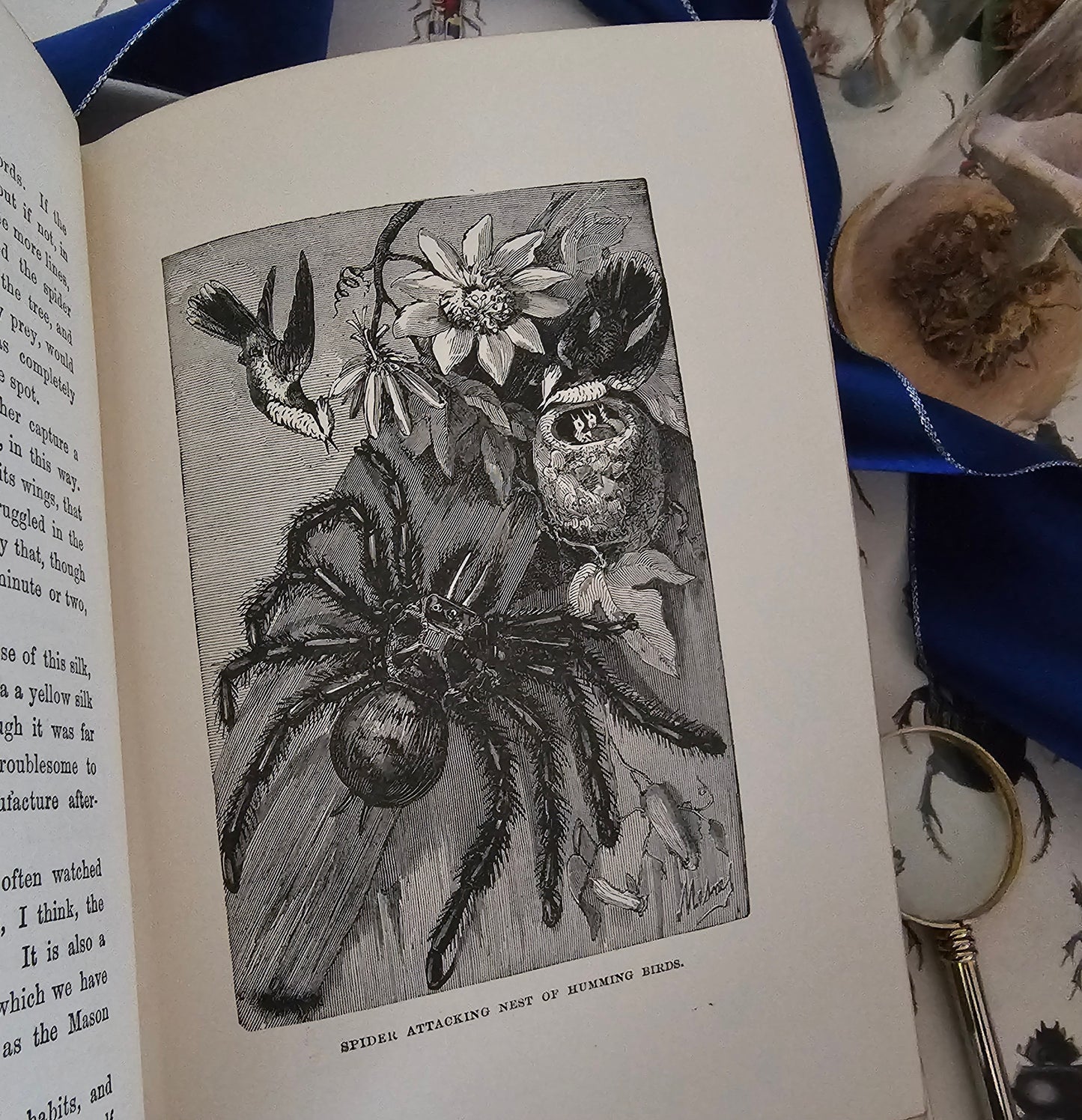 1896 Half Hours in the Tiny World - Wonders of Insect Life / James Nisbet, London / Richly Illustrated / Gilt Edged Pages / Good Condition