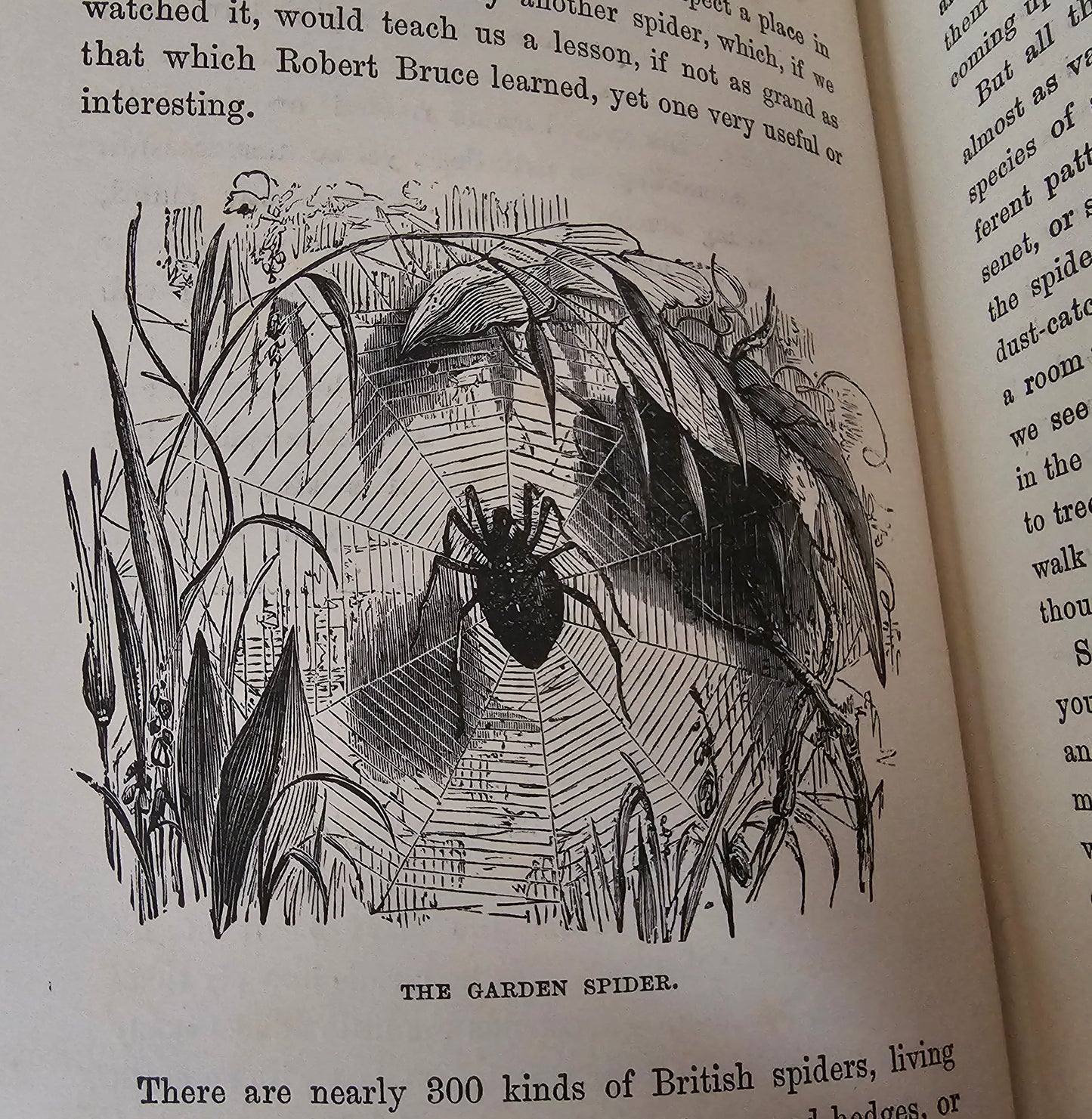 1896 Half Hours in the Tiny World - Wonders of Insect Life / James Nisbet, London / Richly Illustrated / Gilt Edged Pages / Good Condition