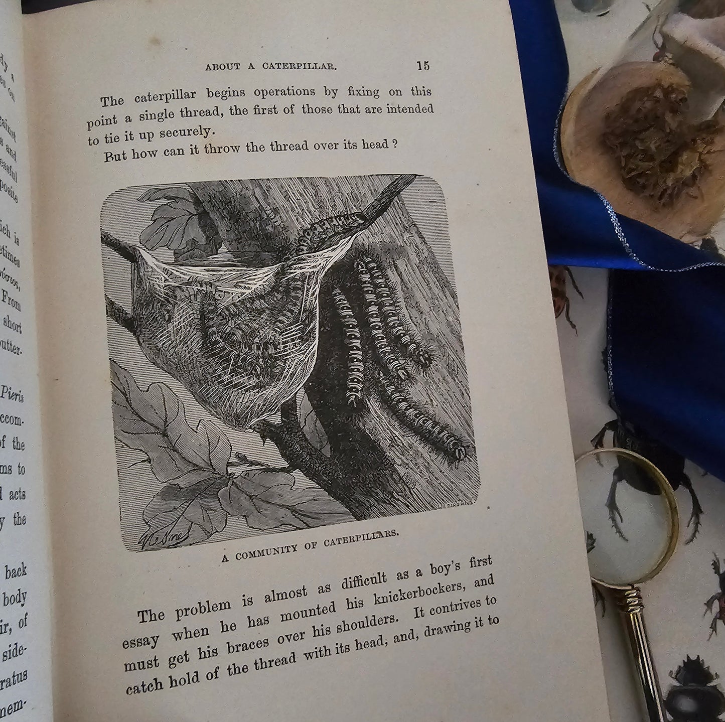 1896 Half Hours in the Tiny World - Wonders of Insect Life / James Nisbet, London / Richly Illustrated / Gilt Edged Pages / Good Condition