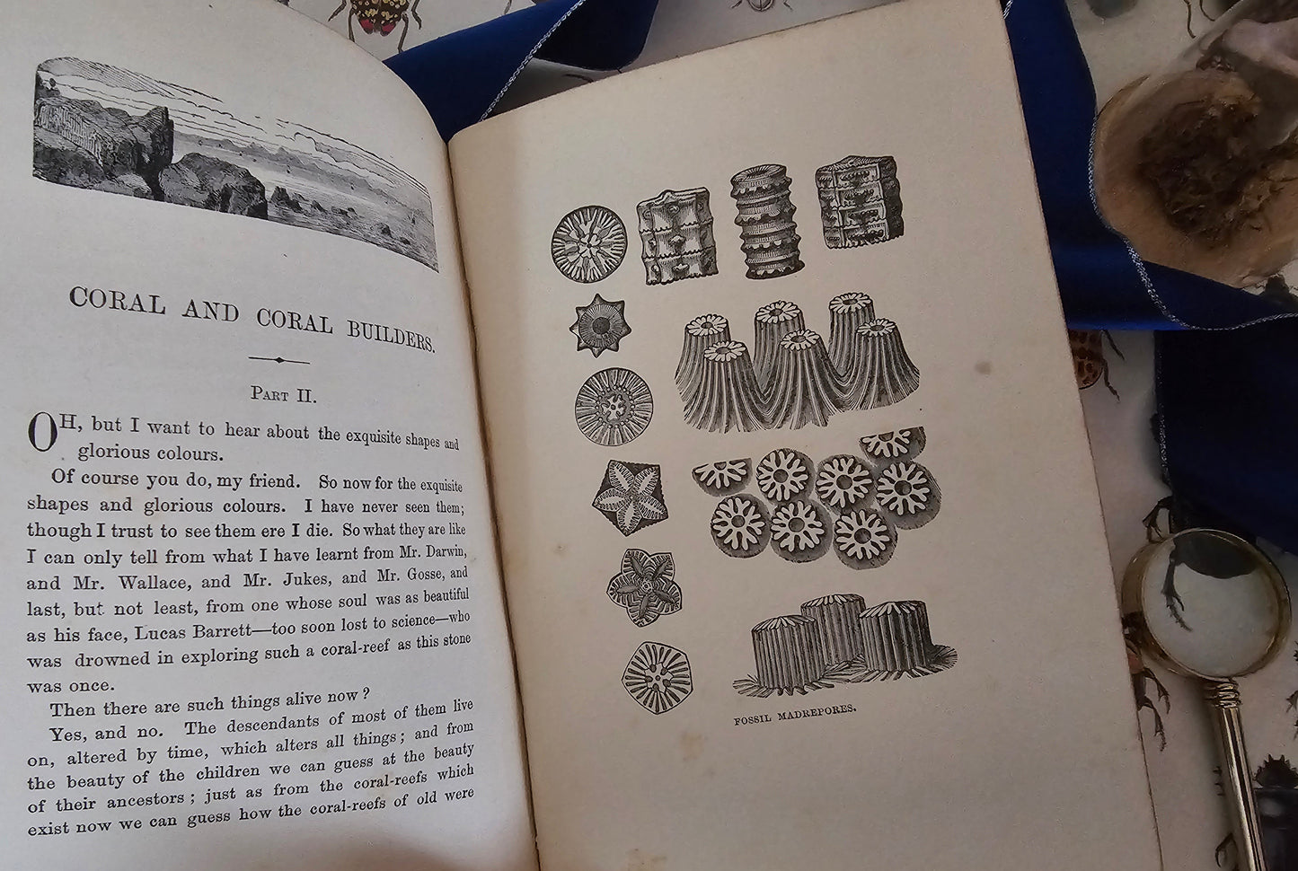 1896 Half Hours in the Tiny World - Wonders of Insect Life / James Nisbet, London / Richly Illustrated / Gilt Edged Pages / Good Condition