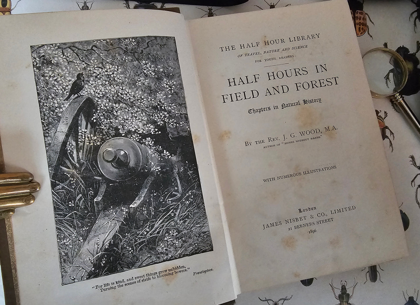 1896 Half Hours in Field and Forest-Chapters in Field and Forest / James Nisbet & Co London / Richly Illustrated / Birds, Insects, Polar etc