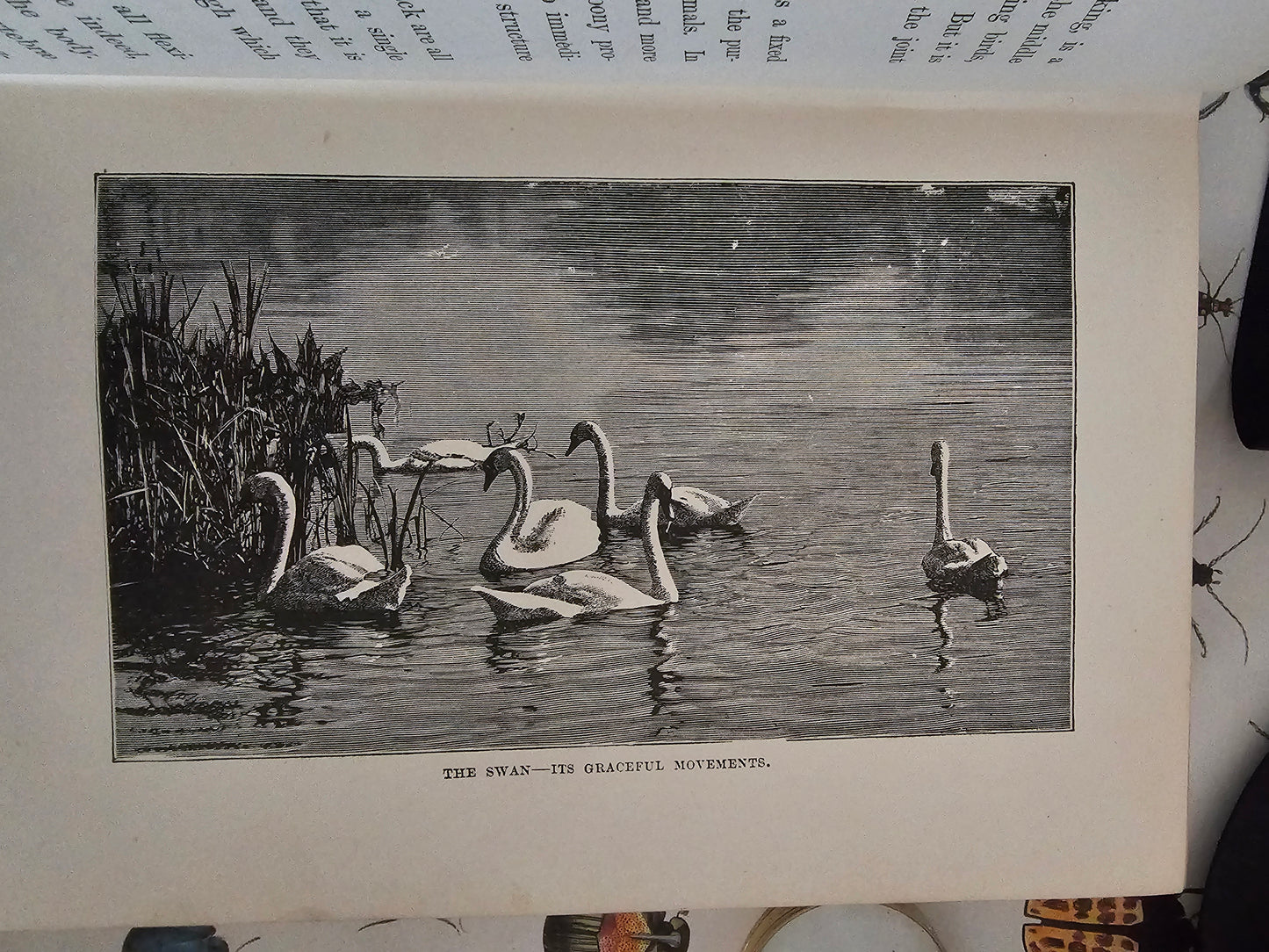 1896 Half Hours in Field and Forest-Chapters in Field and Forest / James Nisbet & Co London / Richly Illustrated / Birds, Insects, Polar etc