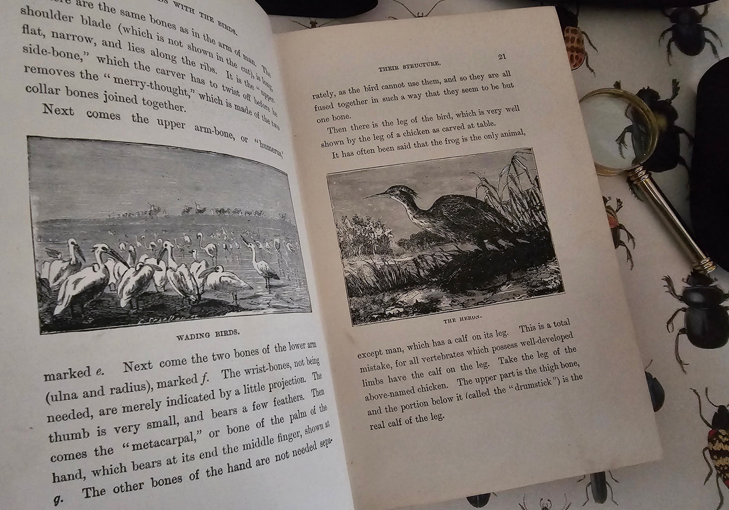 1896 Half Hours in Field and Forest-Chapters in Field and Forest / James Nisbet & Co London / Richly Illustrated / Birds, Insects, Polar etc