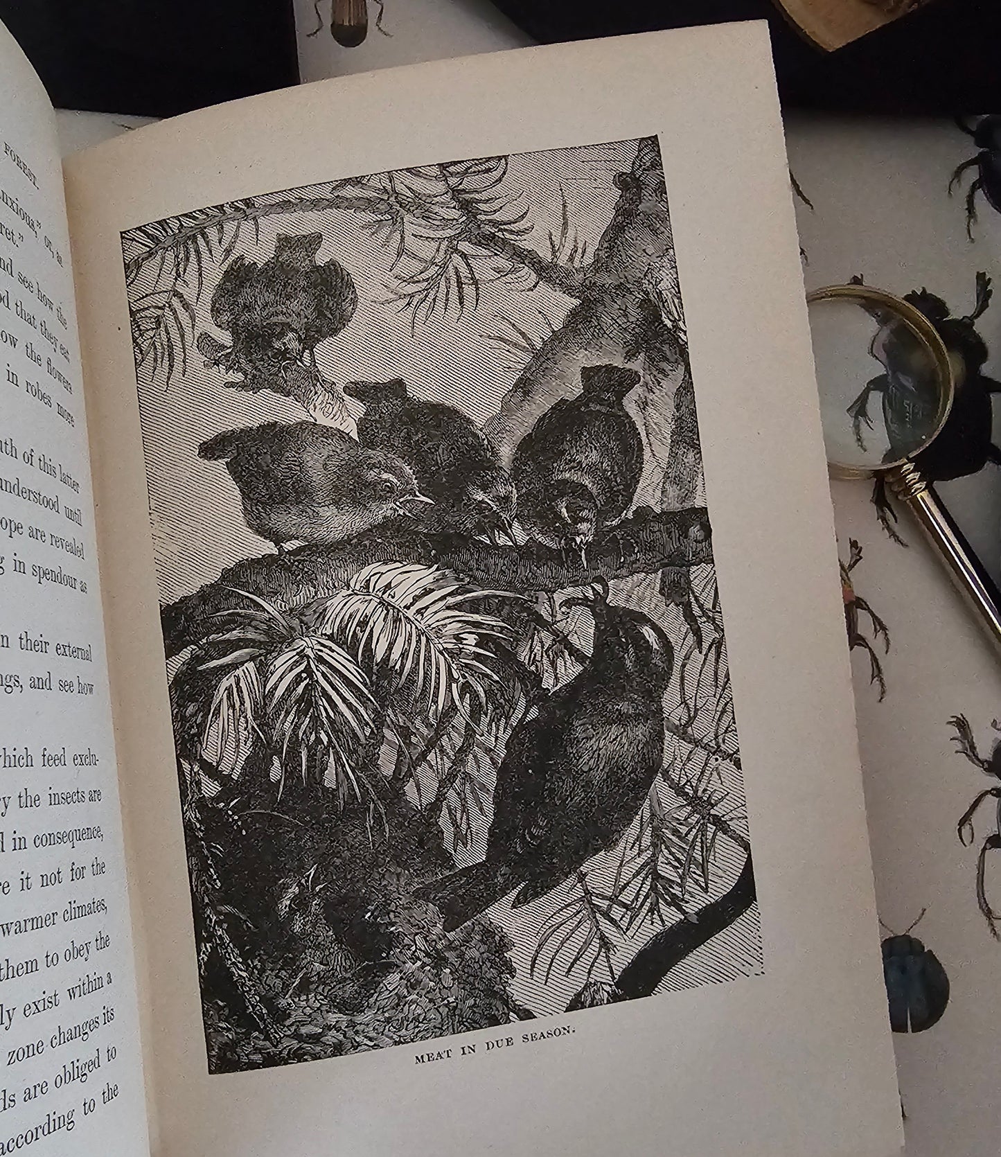 1896 Half Hours in Field and Forest-Chapters in Field and Forest / James Nisbet & Co London / Richly Illustrated / Birds, Insects, Polar etc