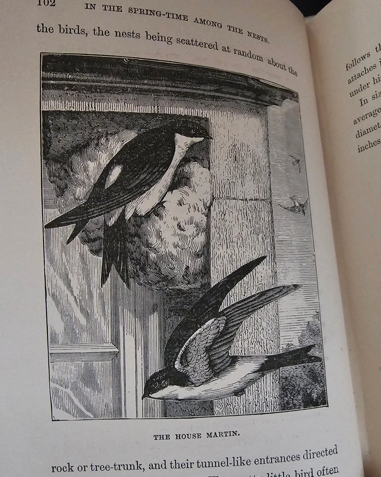 1896 Half Hours in Field and Forest-Chapters in Field and Forest / James Nisbet & Co London / Richly Illustrated / Birds, Insects, Polar etc