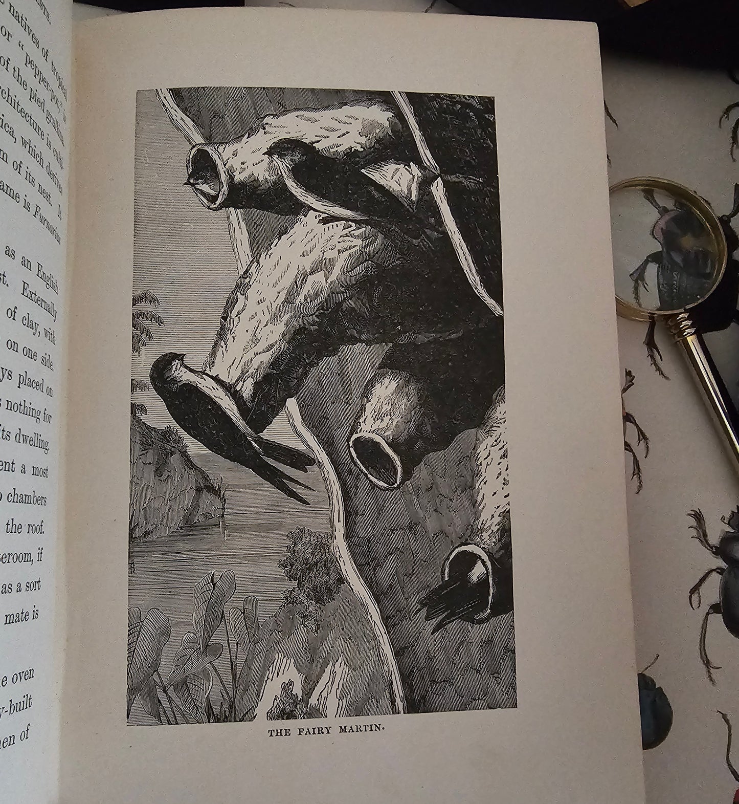 1896 Half Hours in Field and Forest-Chapters in Field and Forest / James Nisbet & Co London / Richly Illustrated / Birds, Insects, Polar etc