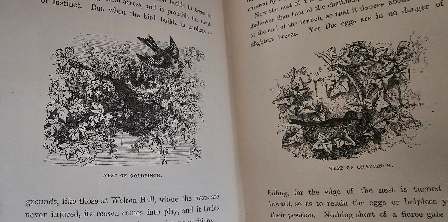 1896 Half Hours in Field and Forest-Chapters in Field and Forest / James Nisbet & Co London / Richly Illustrated / Birds, Insects, Polar etc