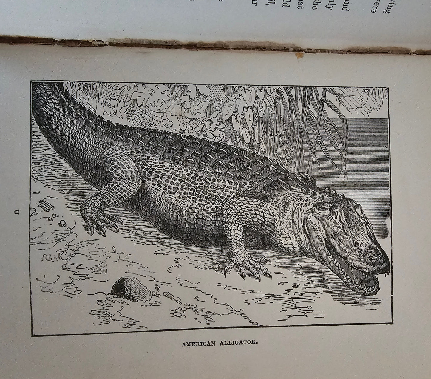 1896 Half Hours in Field and Forest-Chapters in Field and Forest / James Nisbet & Co London / Richly Illustrated / Birds, Insects, Polar etc