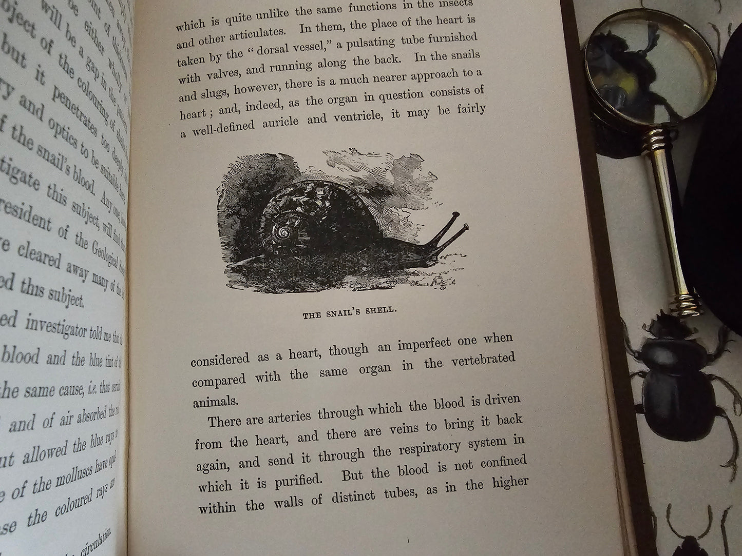 1896 Half Hours in Field and Forest-Chapters in Field and Forest / James Nisbet & Co London / Richly Illustrated / Birds, Insects, Polar etc