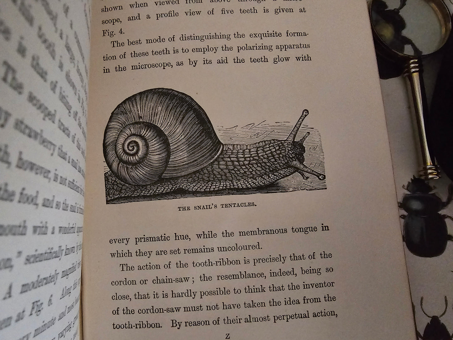 1896 Half Hours in Field and Forest-Chapters in Field and Forest / James Nisbet & Co London / Richly Illustrated / Birds, Insects, Polar etc