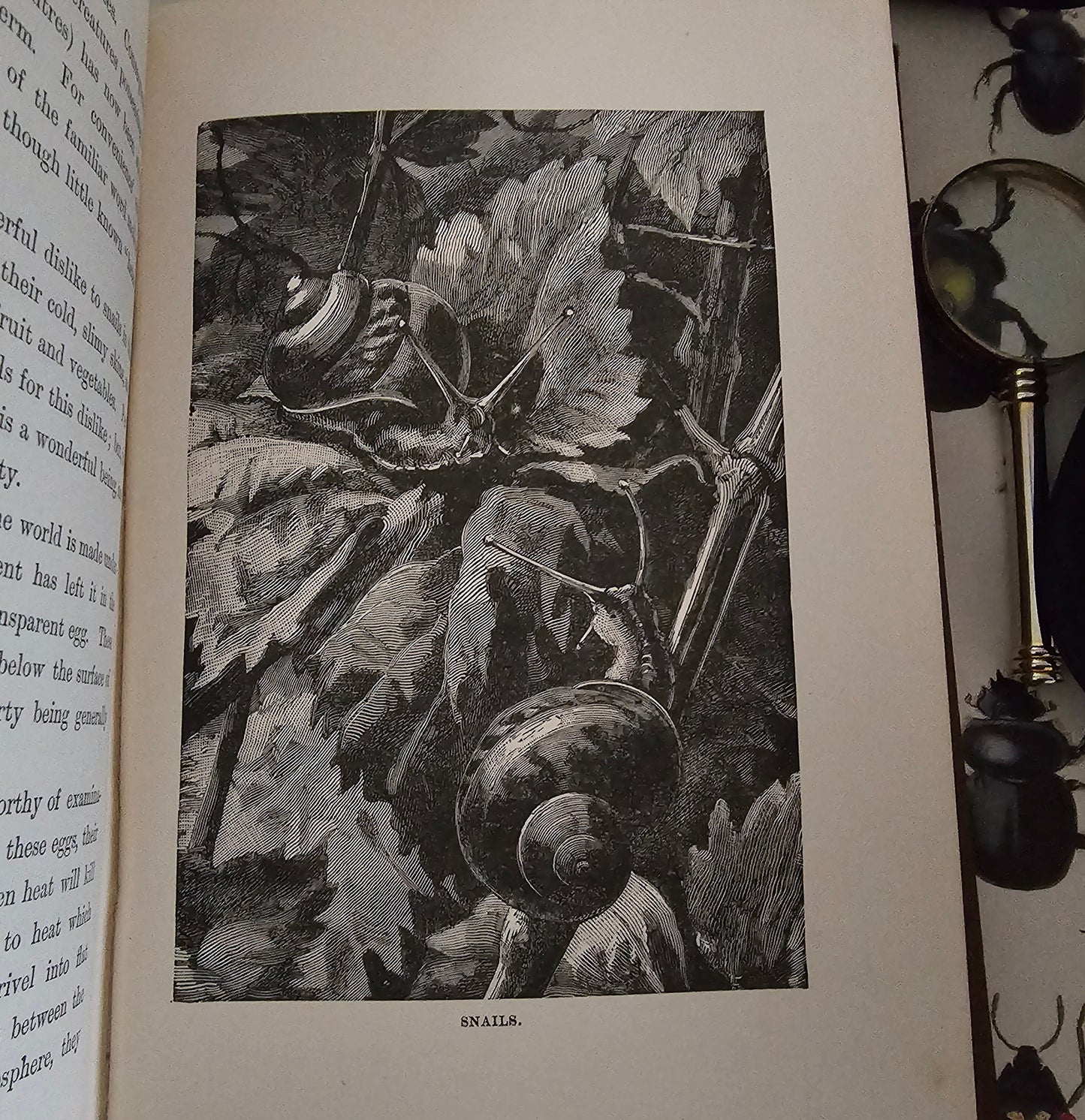 1896 Half Hours in Field and Forest-Chapters in Field and Forest / James Nisbet & Co London / Richly Illustrated / Birds, Insects, Polar etc