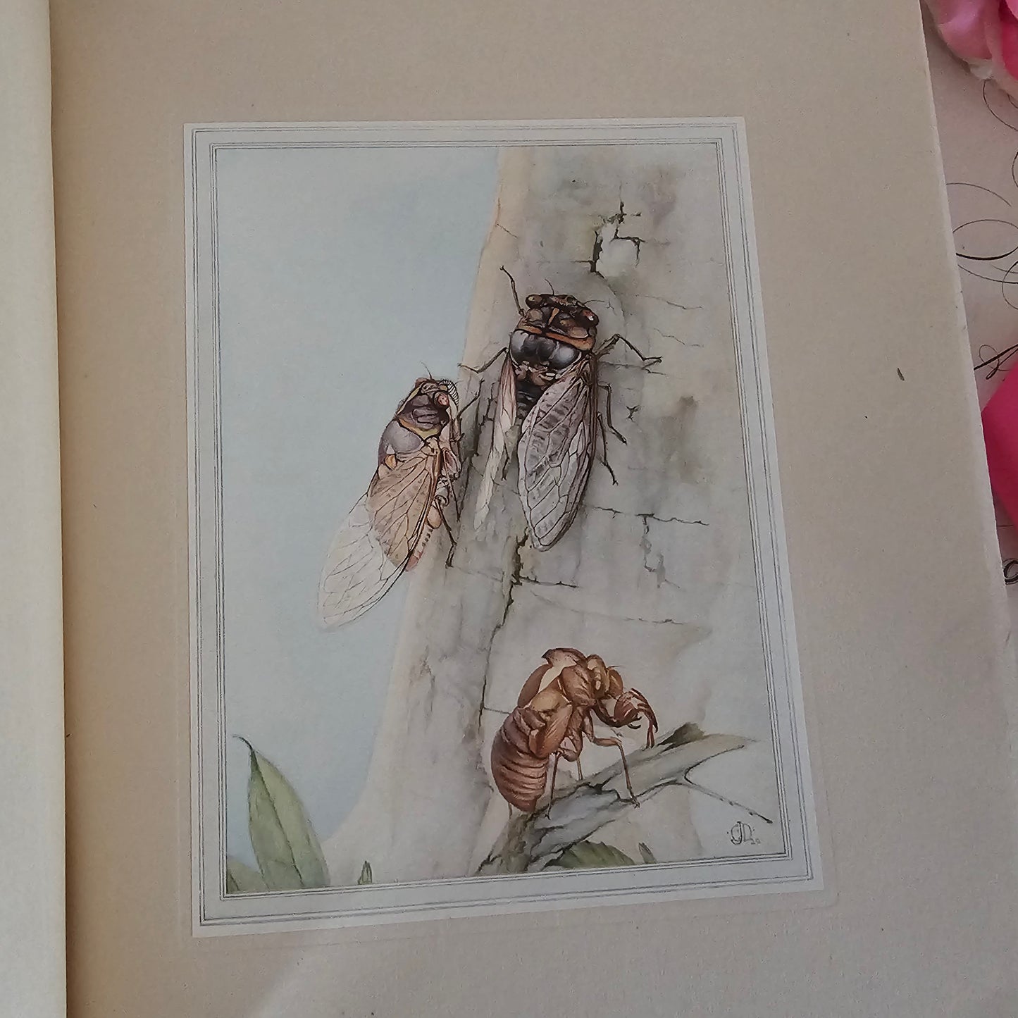 1921 Fabre's Book of Insects by Mrs R Stawell / First Edition, Hodder & Stoughton, London / Wonderful Colour Illustrations by Detmold