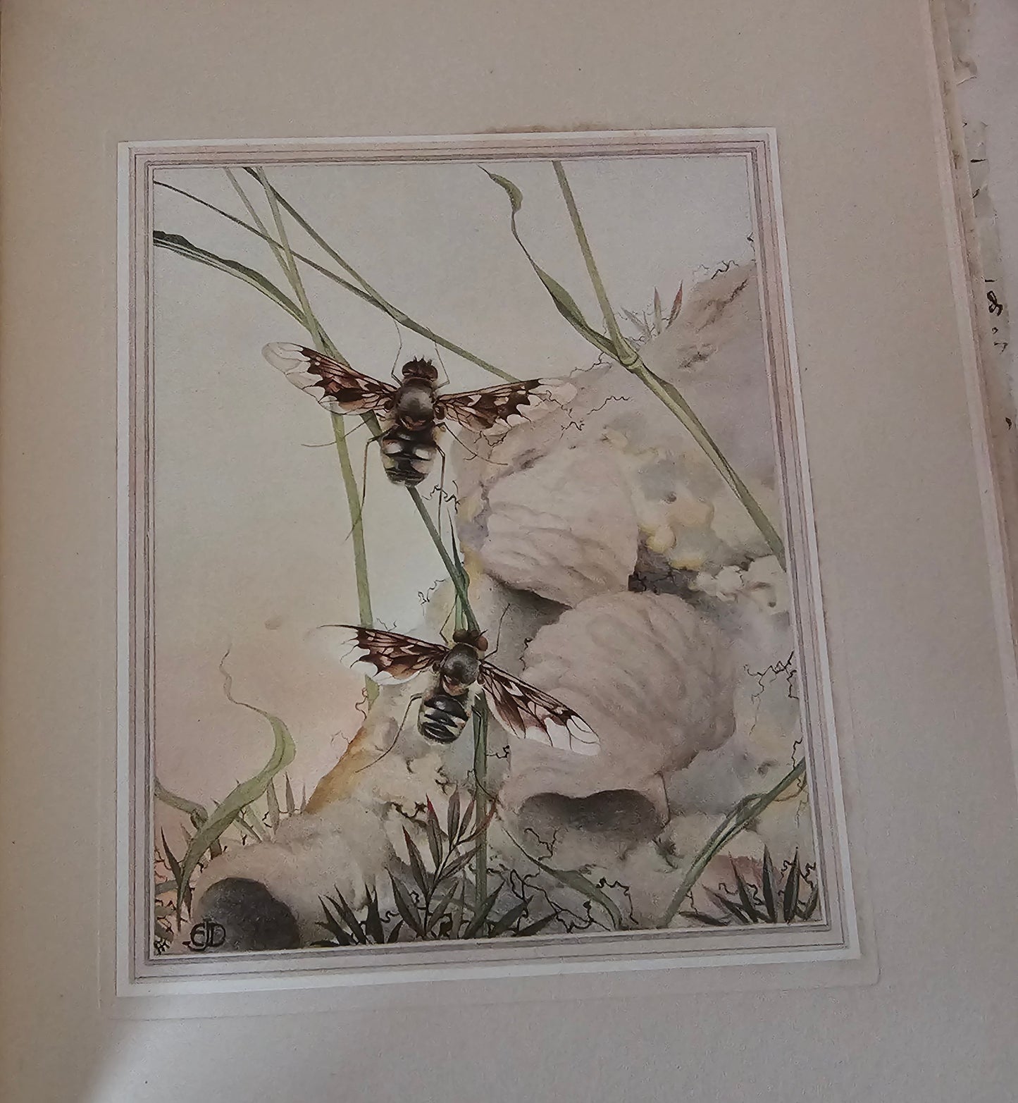 1921 Fabre's Book of Insects by Mrs R Stawell / First Edition, Hodder & Stoughton, London / Wonderful Colour Illustrations by Detmold