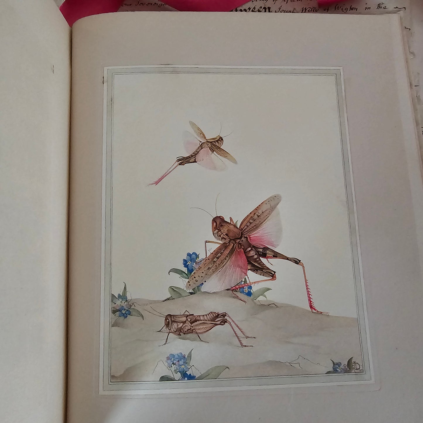 1921 Fabre's Book of Insects by Mrs R Stawell / First Edition, Hodder & Stoughton, London / Wonderful Colour Illustrations by Detmold