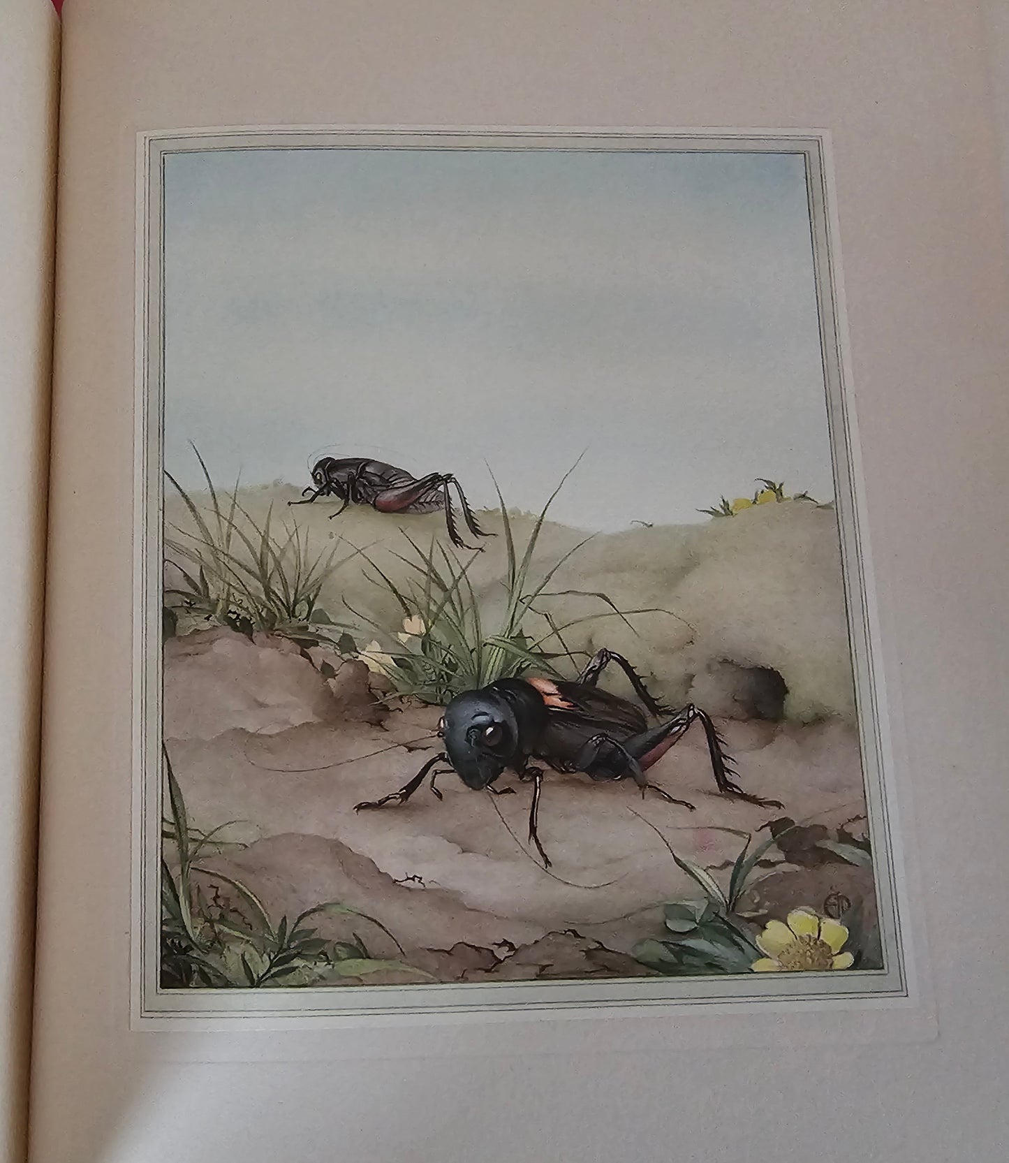 1921 Fabre's Book of Insects by Mrs R Stawell / First Edition, Hodder & Stoughton, London / Wonderful Colour Illustrations by Detmold