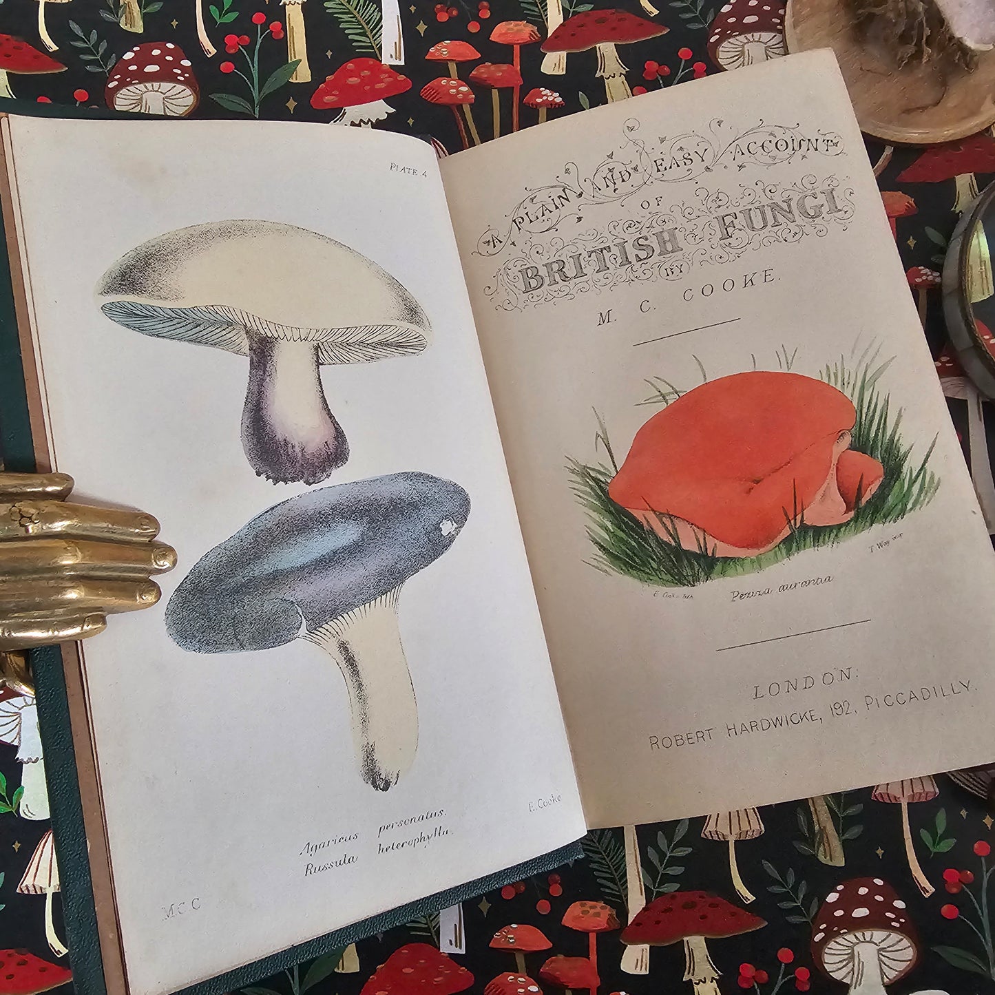 1866 British Fungi - A Plain and Easy Account by MC Cooke / Robert Hardwicke, London / In Excellent Condition / With 23 Superb Colour Plates