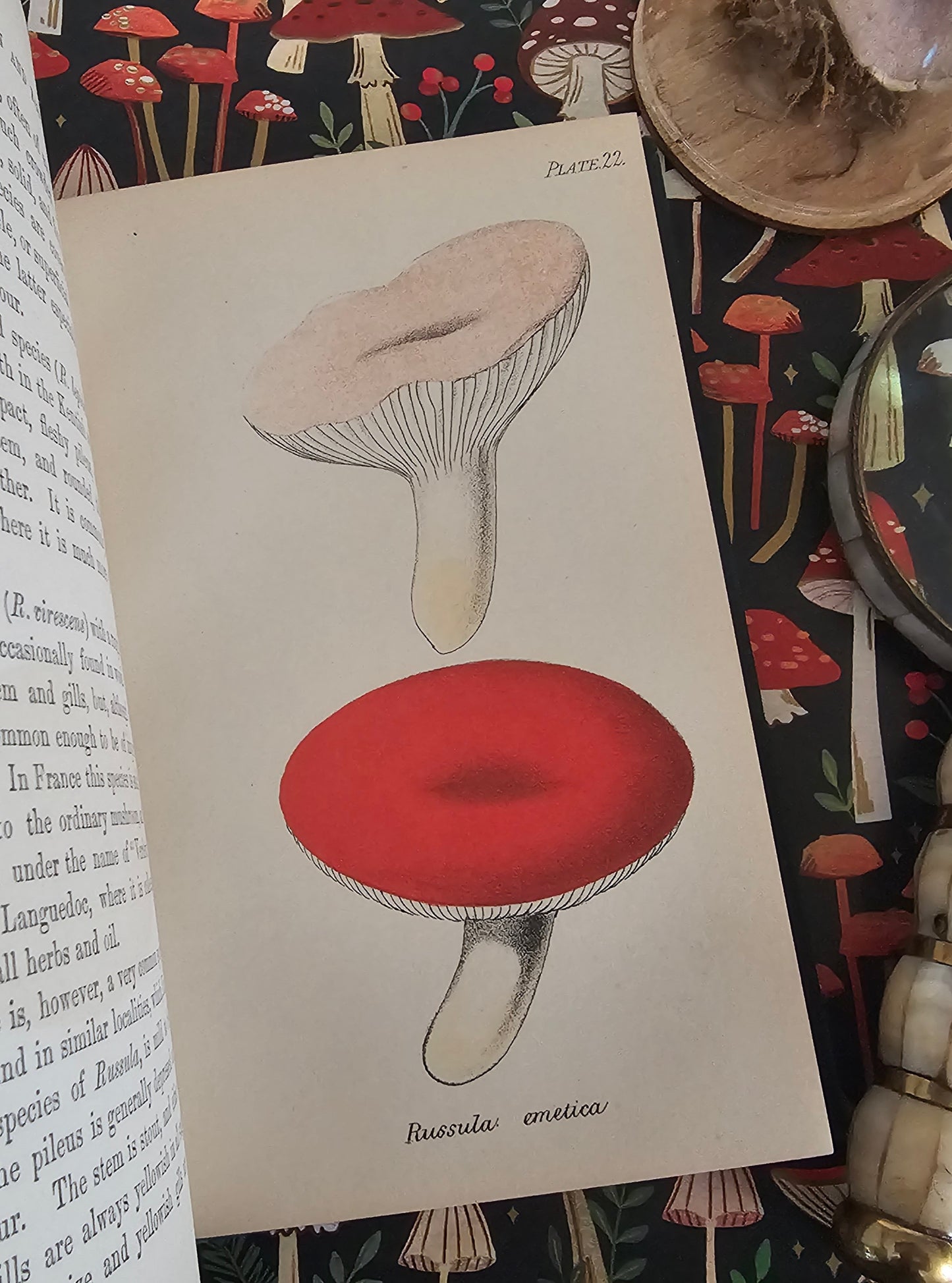 1866 British Fungi - A Plain and Easy Account by MC Cooke / Robert Hardwicke, London / In Excellent Condition / With 23 Superb Colour Plates