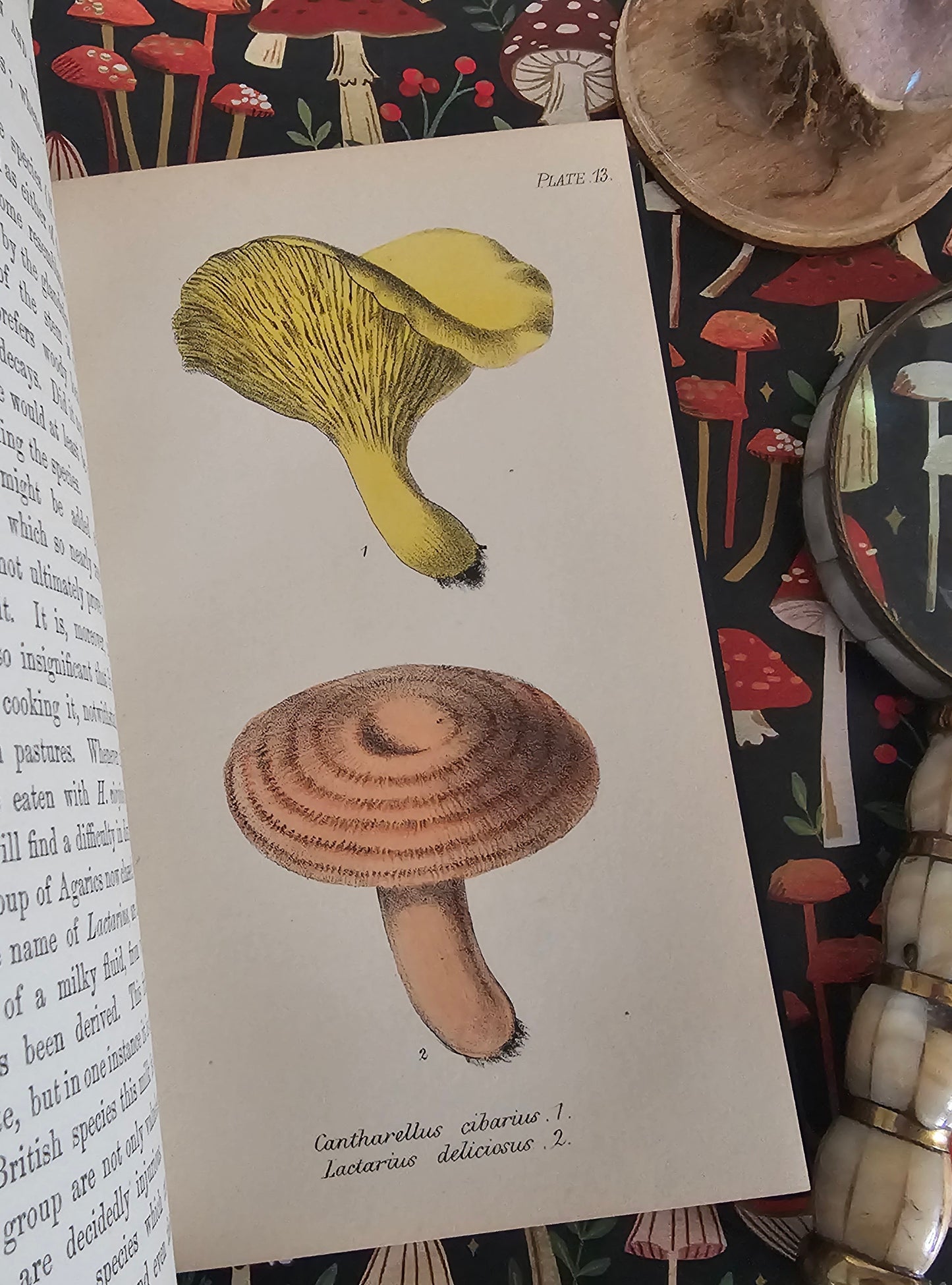 1866 British Fungi - A Plain and Easy Account by MC Cooke / Robert Hardwicke, London / In Excellent Condition / With 23 Superb Colour Plates