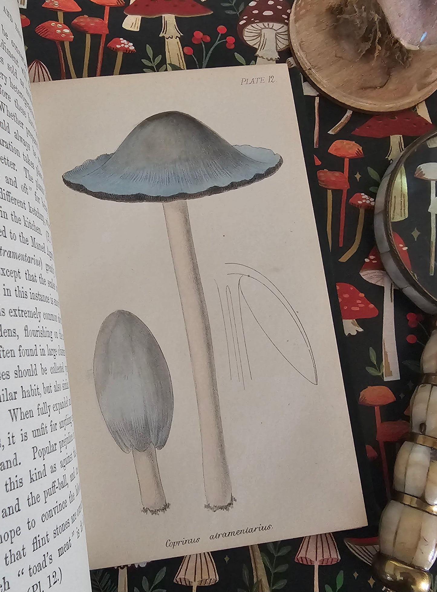 1866 British Fungi - A Plain and Easy Account by MC Cooke / Robert Hardwicke, London / In Excellent Condition / With 23 Superb Colour Plates