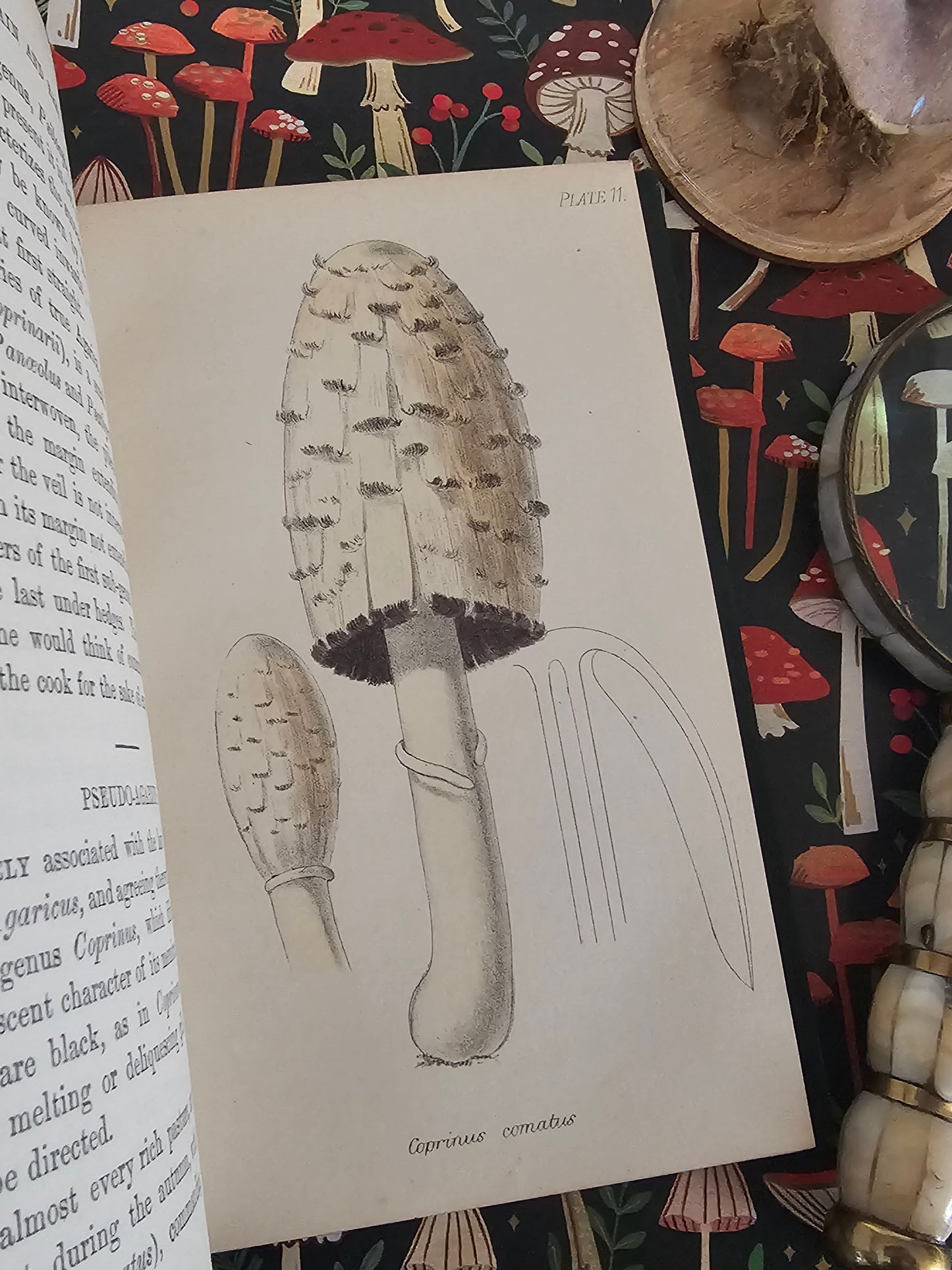 1866 British Fungi - A Plain and Easy Account by MC Cooke / Robert Hardwicke, London / In Excellent Condition / With 23 Superb Colour Plates