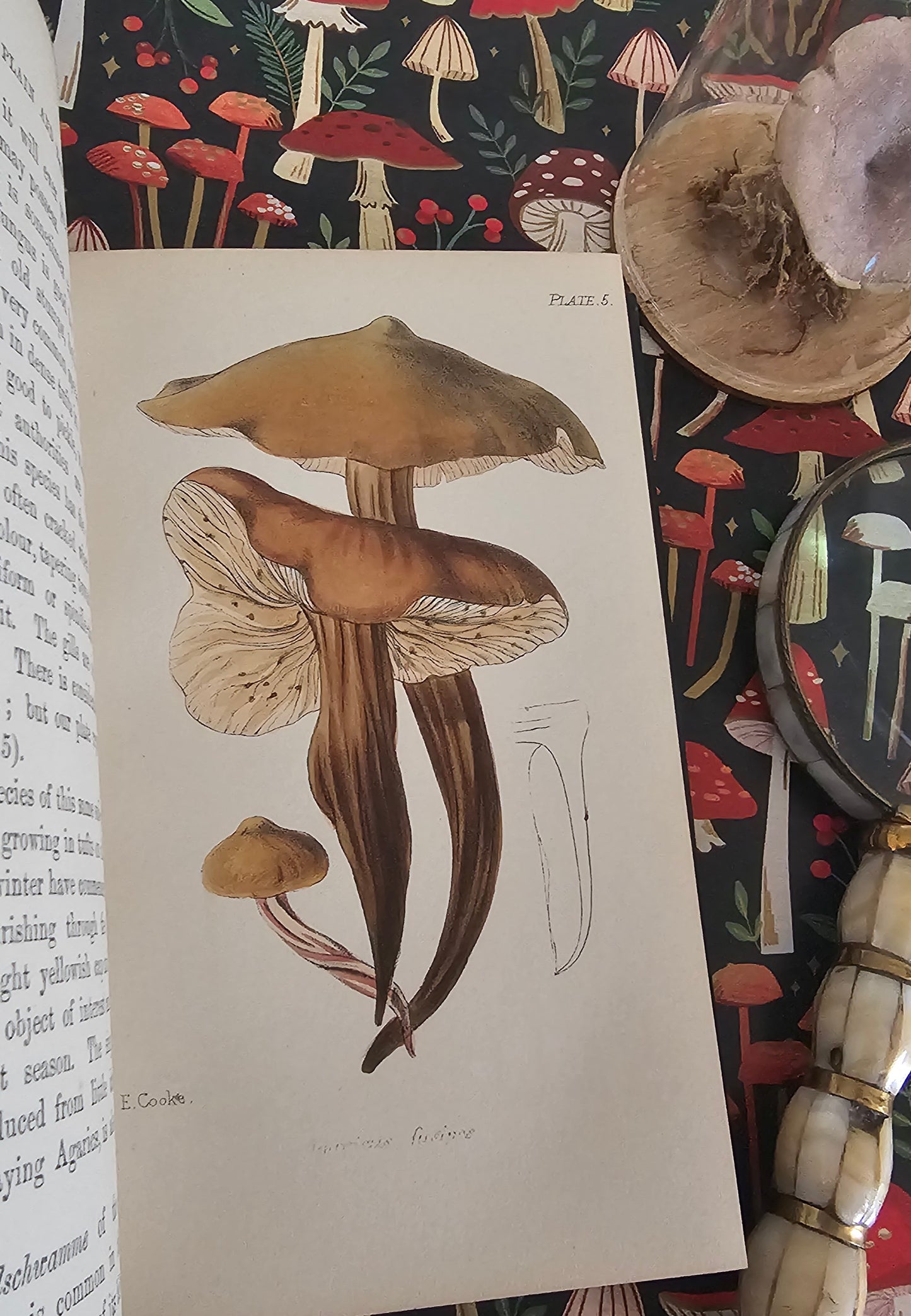 1866 British Fungi - A Plain and Easy Account by MC Cooke / Robert Hardwicke, London / In Excellent Condition / With 23 Superb Colour Plates