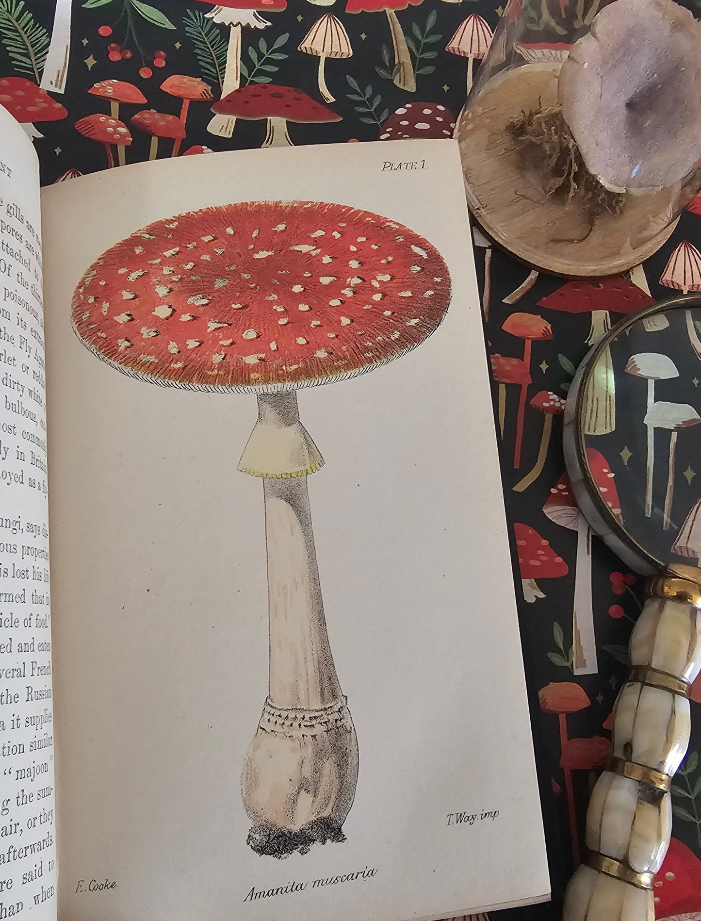 1866 British Fungi - A Plain and Easy Account by MC Cooke / Robert Hardwicke, London / In Excellent Condition / With 23 Superb Colour Plates