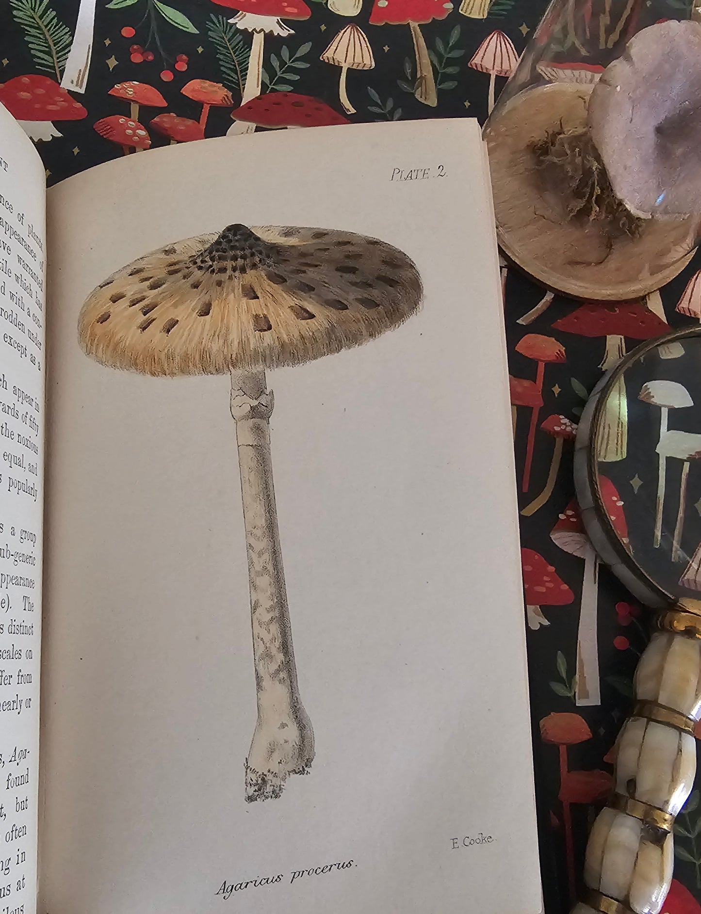 1866 British Fungi - A Plain and Easy Account by MC Cooke / Robert Hardwicke, London / In Excellent Condition / With 23 Superb Colour Plates