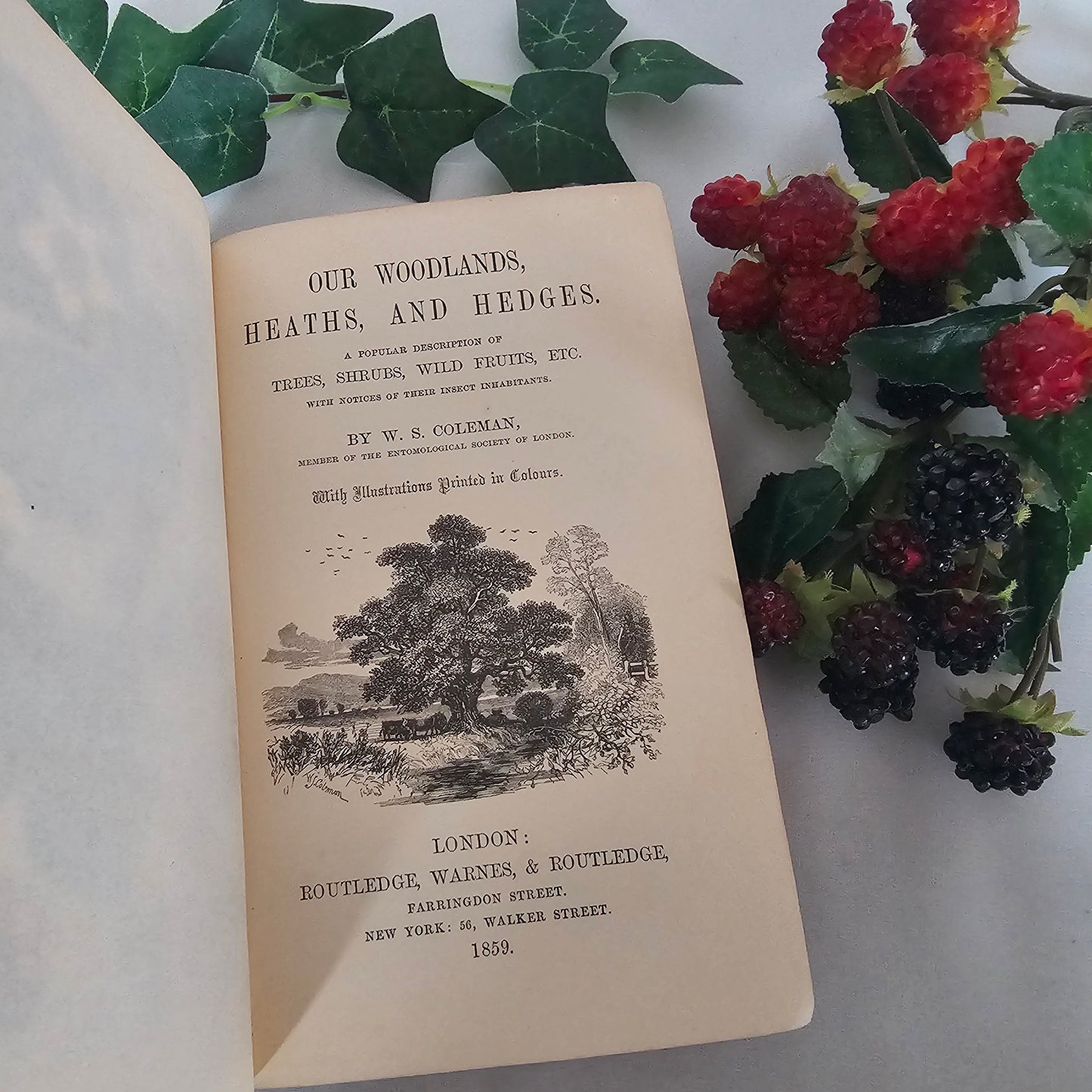 1859 Our Woodlands, Heaths and Hedges by WS Coleman / Routledge, Warner & Routledge, London / With Eight Superb Colour Plates / Antique