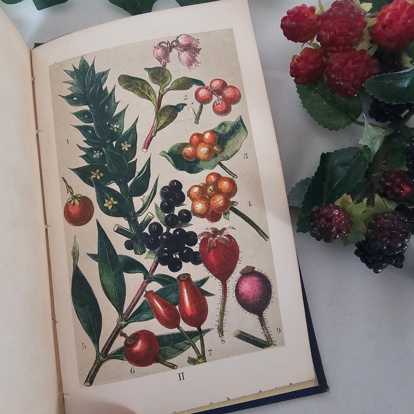 1859 Our Woodlands, Heaths and Hedges by WS Coleman / Routledge, Warner & Routledge, London / With Eight Superb Colour Plates / Antique