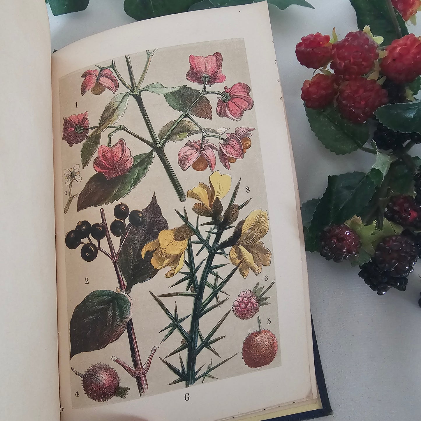 1859 Our Woodlands, Heaths and Hedges by WS Coleman / Routledge, Warner & Routledge, London / With Eight Superb Colour Plates / Antique