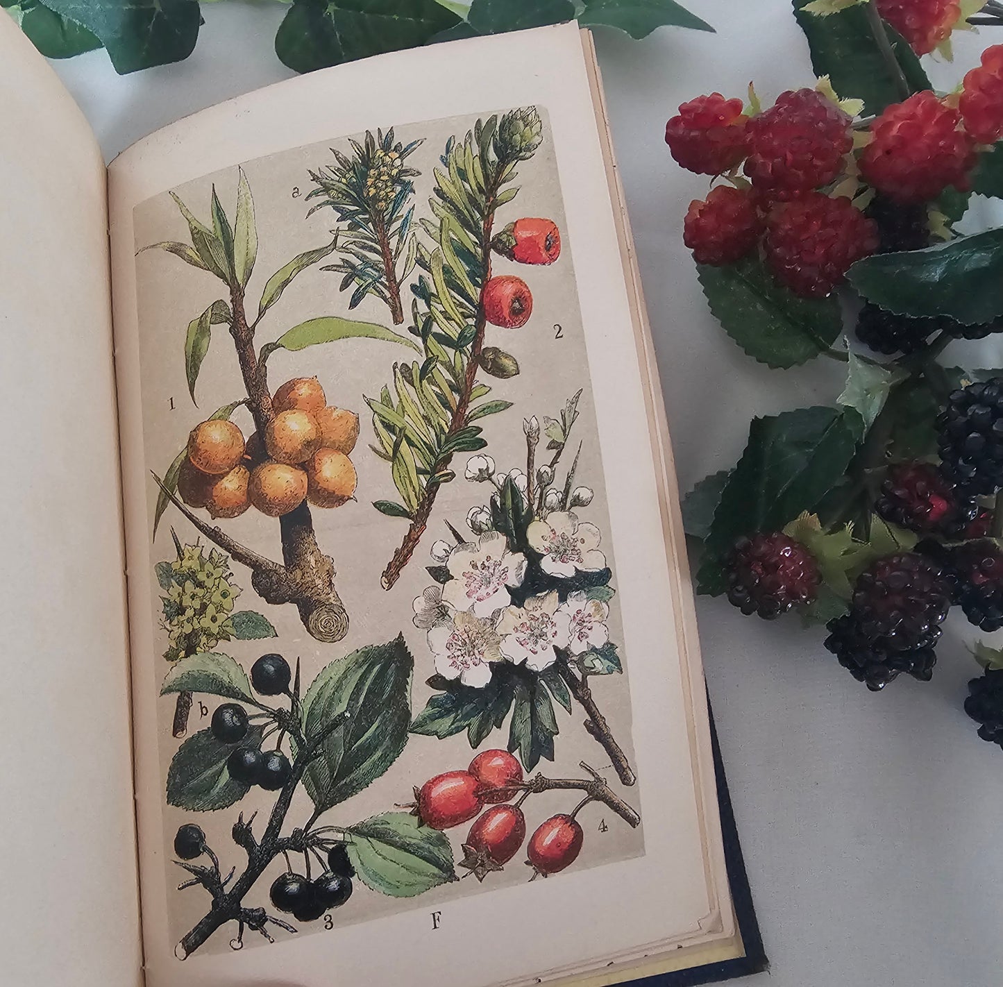 1859 Our Woodlands, Heaths and Hedges by WS Coleman / Routledge, Warner & Routledge, London / With Eight Superb Colour Plates / Antique