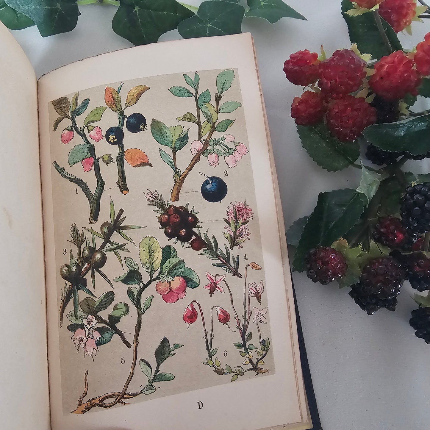 1859 Our Woodlands, Heaths and Hedges by WS Coleman / Routledge, Warner & Routledge, London / With Eight Superb Colour Plates / Antique