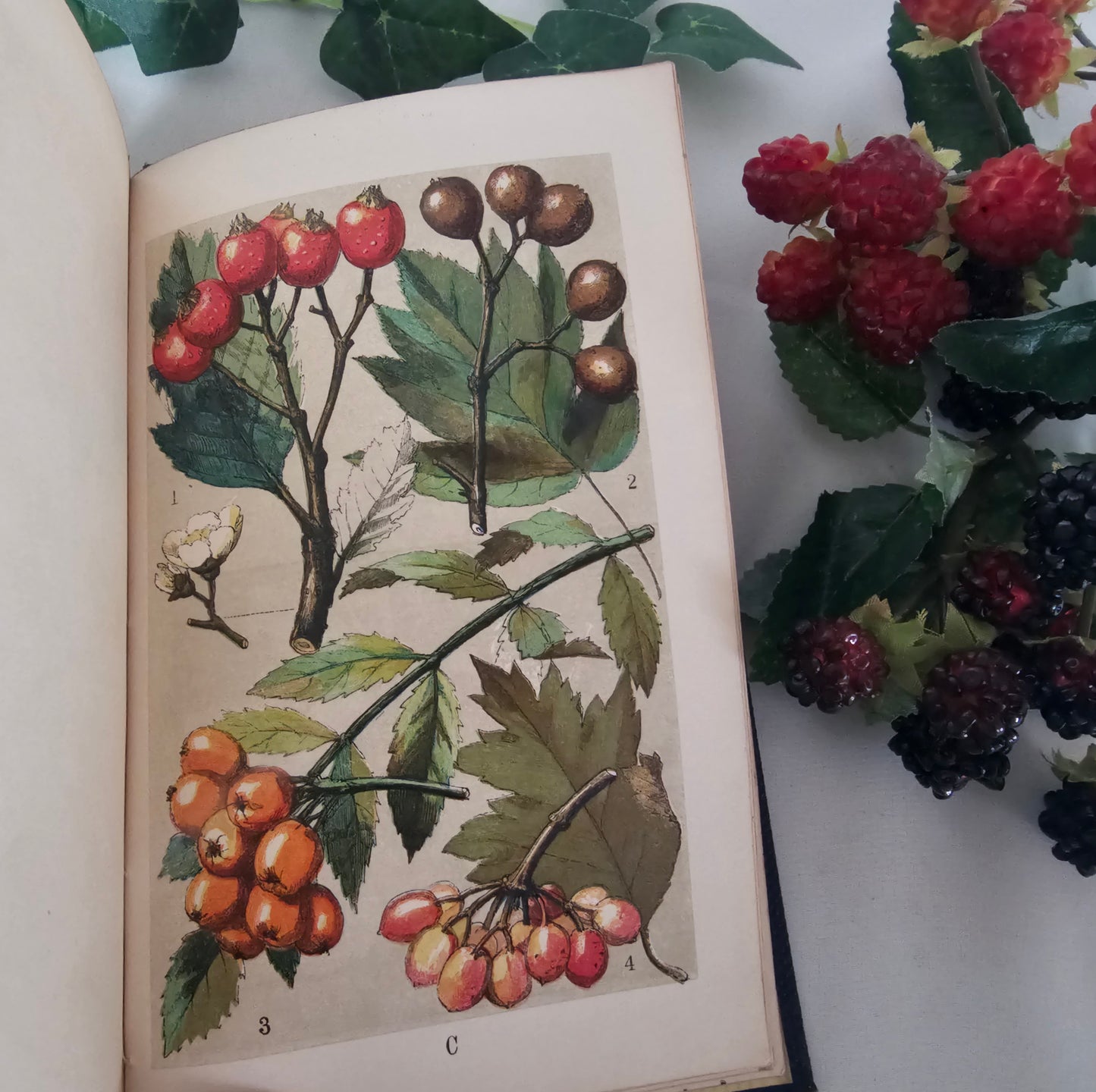 1859 Our Woodlands, Heaths and Hedges by WS Coleman / Routledge, Warner & Routledge, London / With Eight Superb Colour Plates / Antique