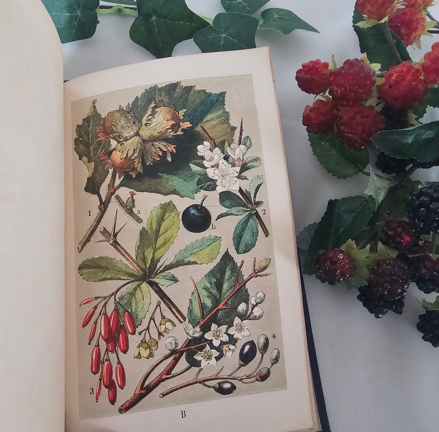 1859 Our Woodlands, Heaths and Hedges by WS Coleman / Routledge, Warner & Routledge, London / With Eight Superb Colour Plates / Antique