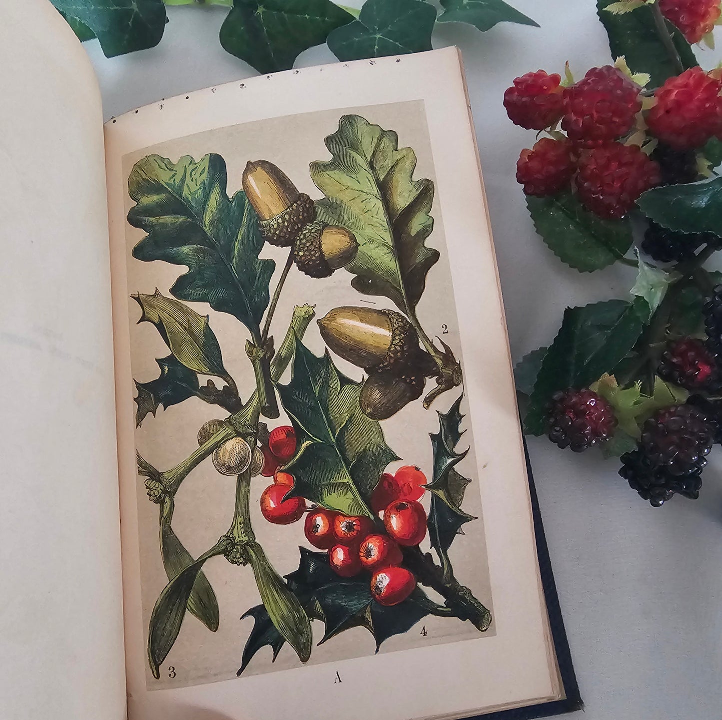 1859 Our Woodlands, Heaths and Hedges by WS Coleman / Routledge, Warner & Routledge, London / With Eight Superb Colour Plates / Antique